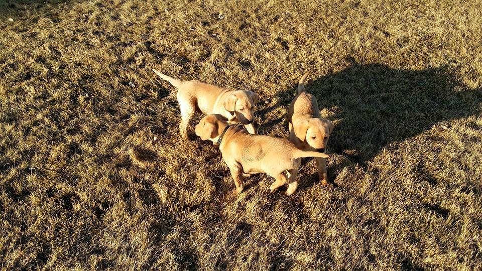 These 3 boys (4xGMPR Tyke SH X CPR Lucy) went to a pheasant hunting lodge to be trained as future guide dogs.  