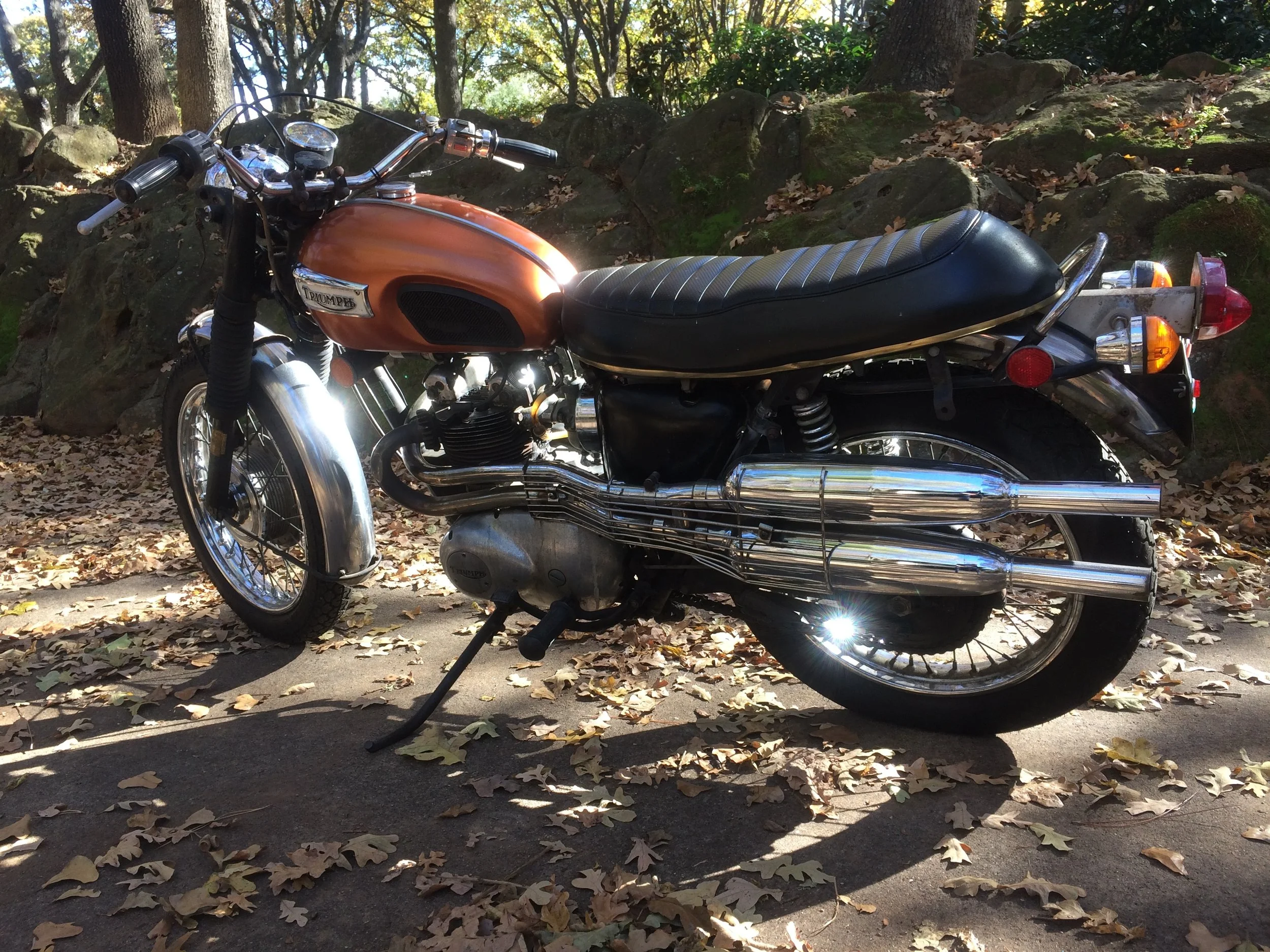  Triumph T-100C 500cc scrambler rider. 