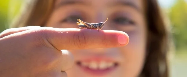 48_bigstock-kid-hand-holding-grasshopper-b-41788486-660x440.jpg