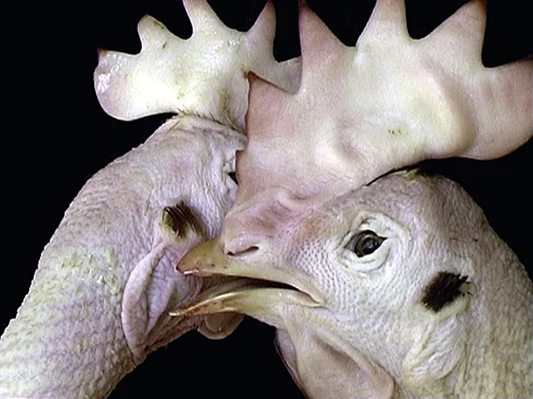 2rooster whisperfix_lores.jpg