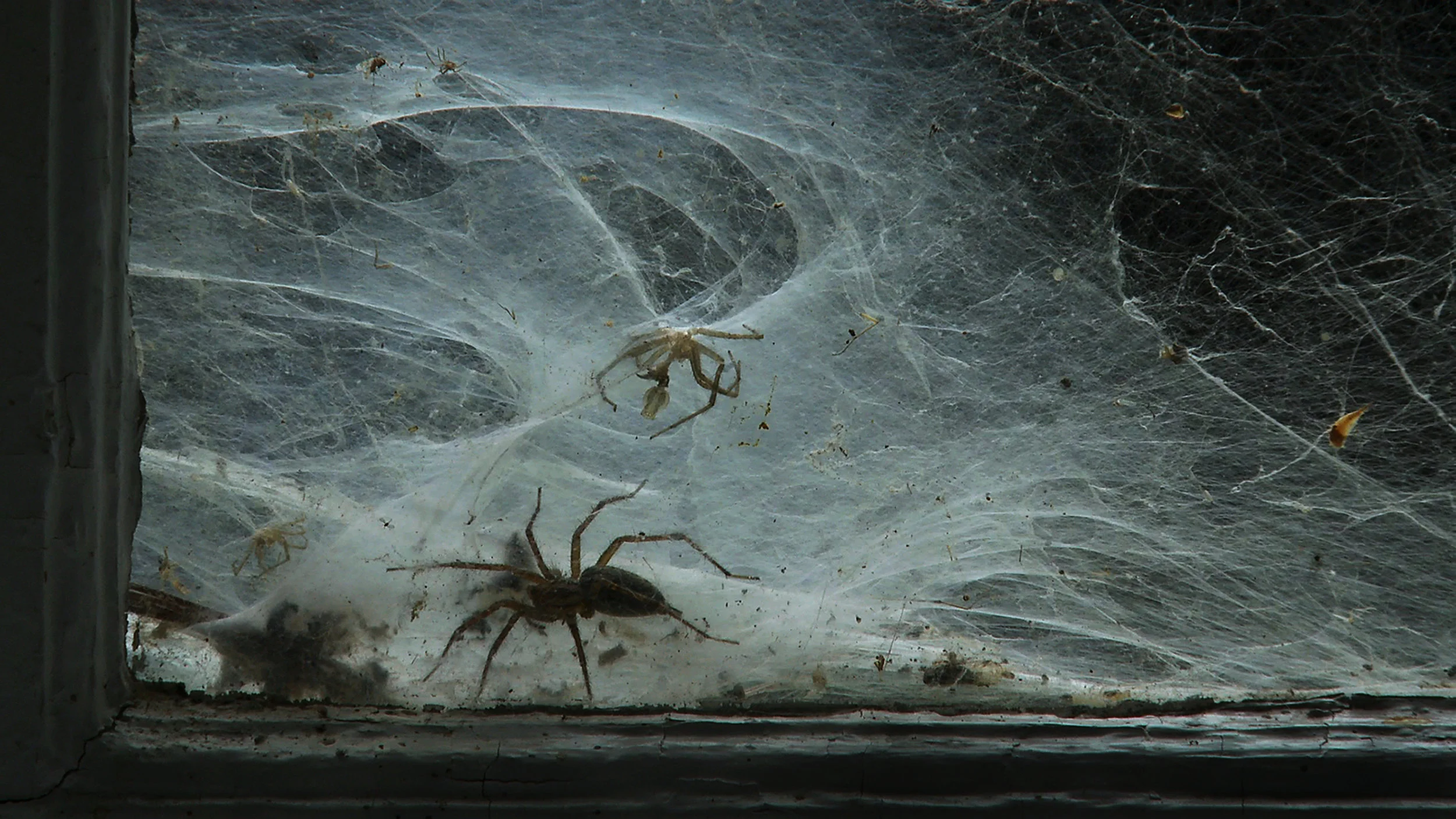 spider fs2.jpg