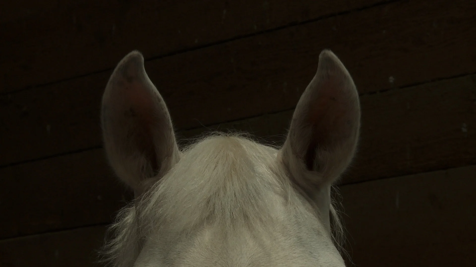 horse ears2.jpg
