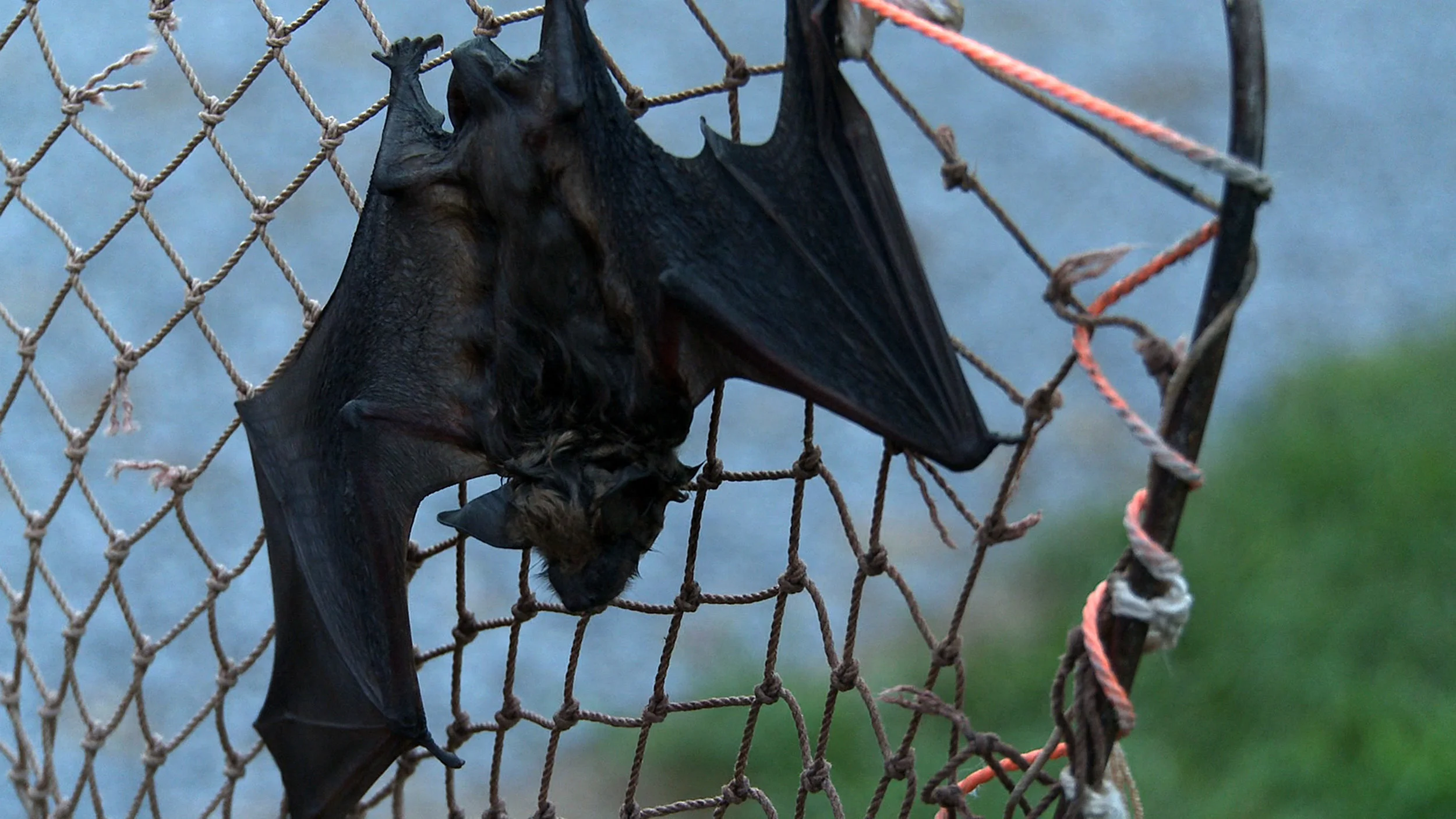 bat on net upside down.jpg