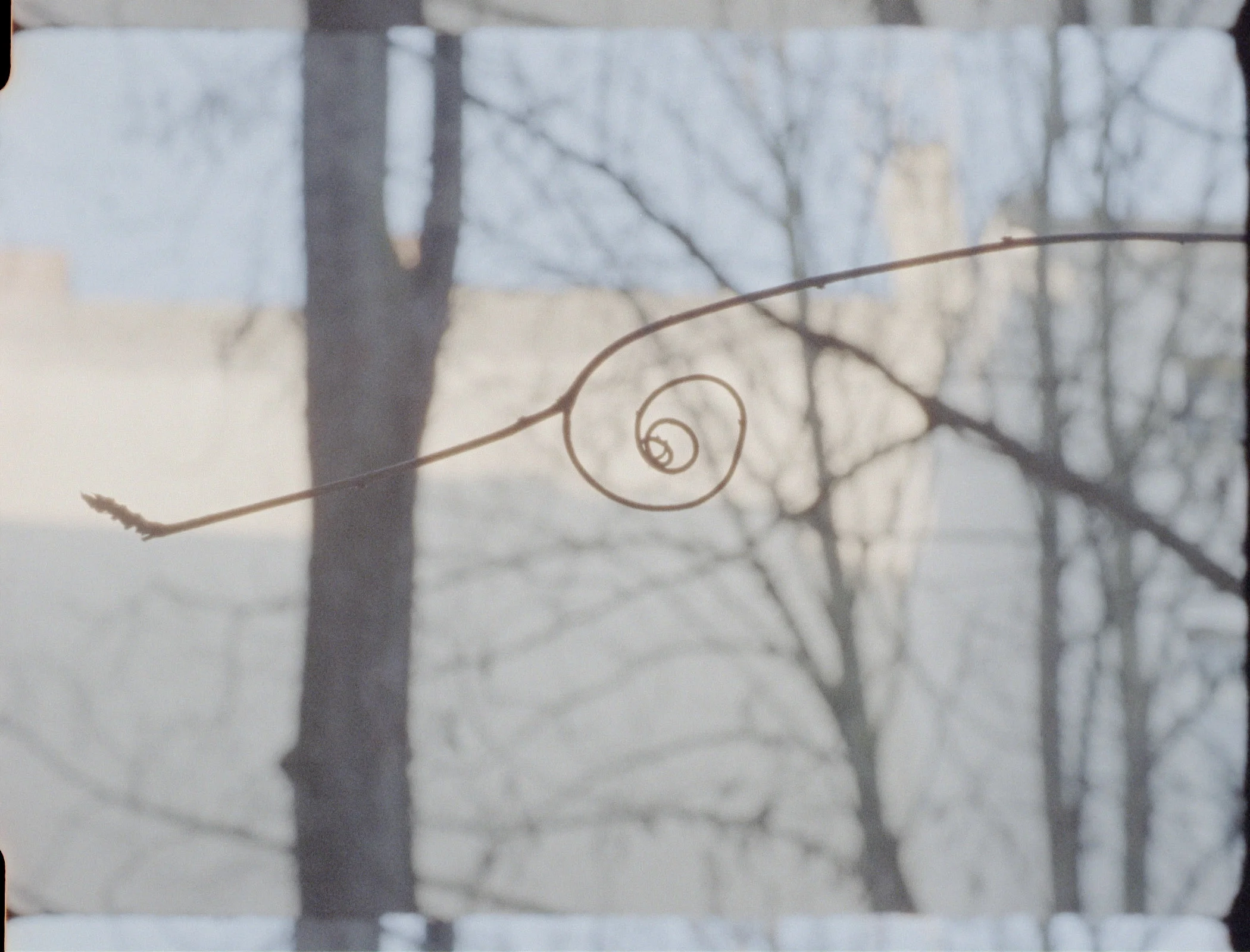 TF curly twig real color.jpg