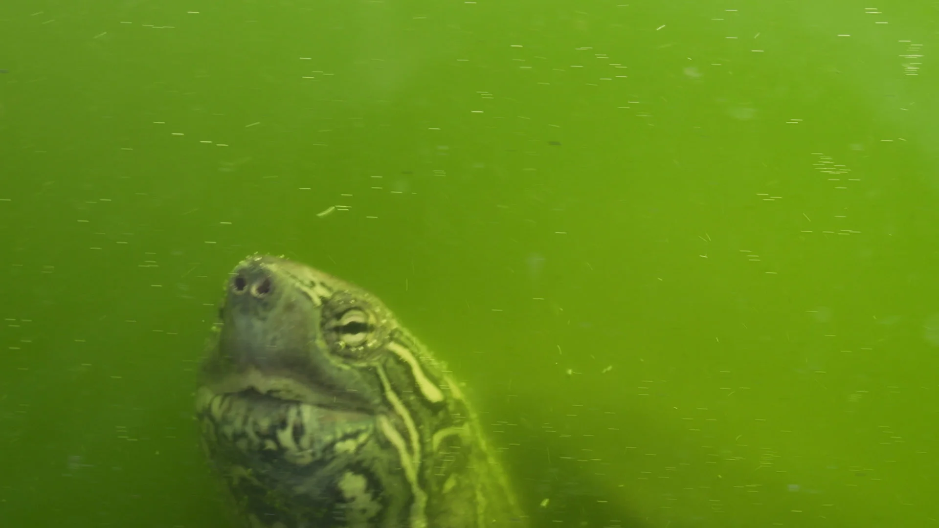 TINY turtle.jpg