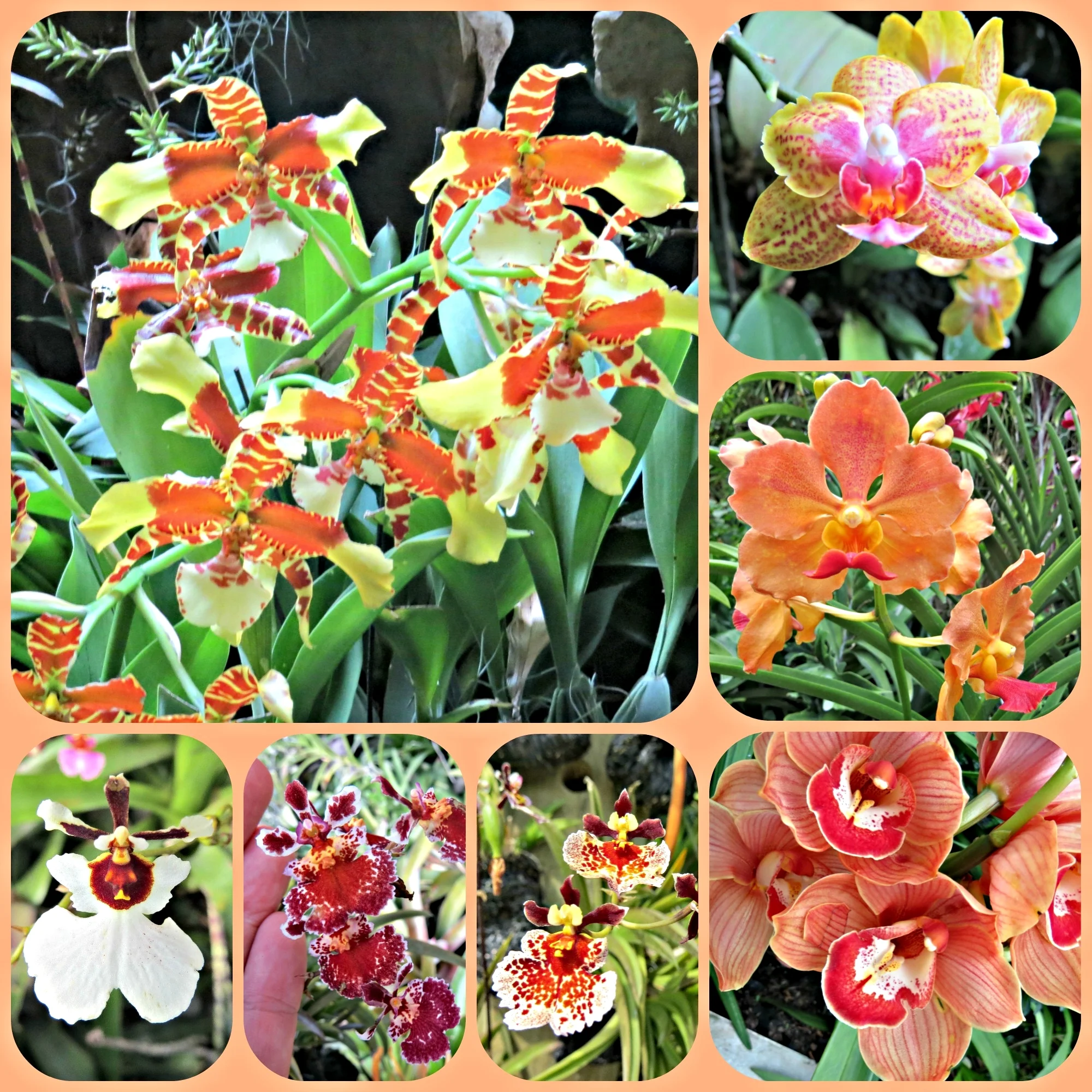 Orchid Collage 2