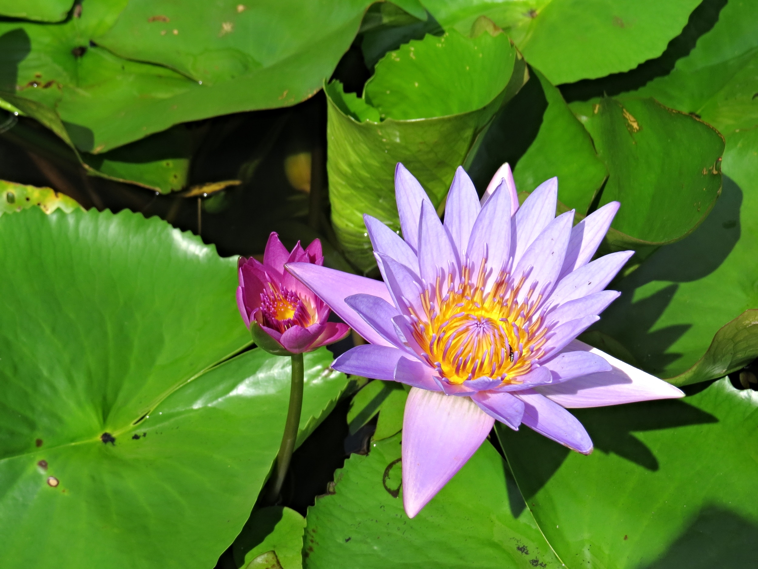 Water Lily