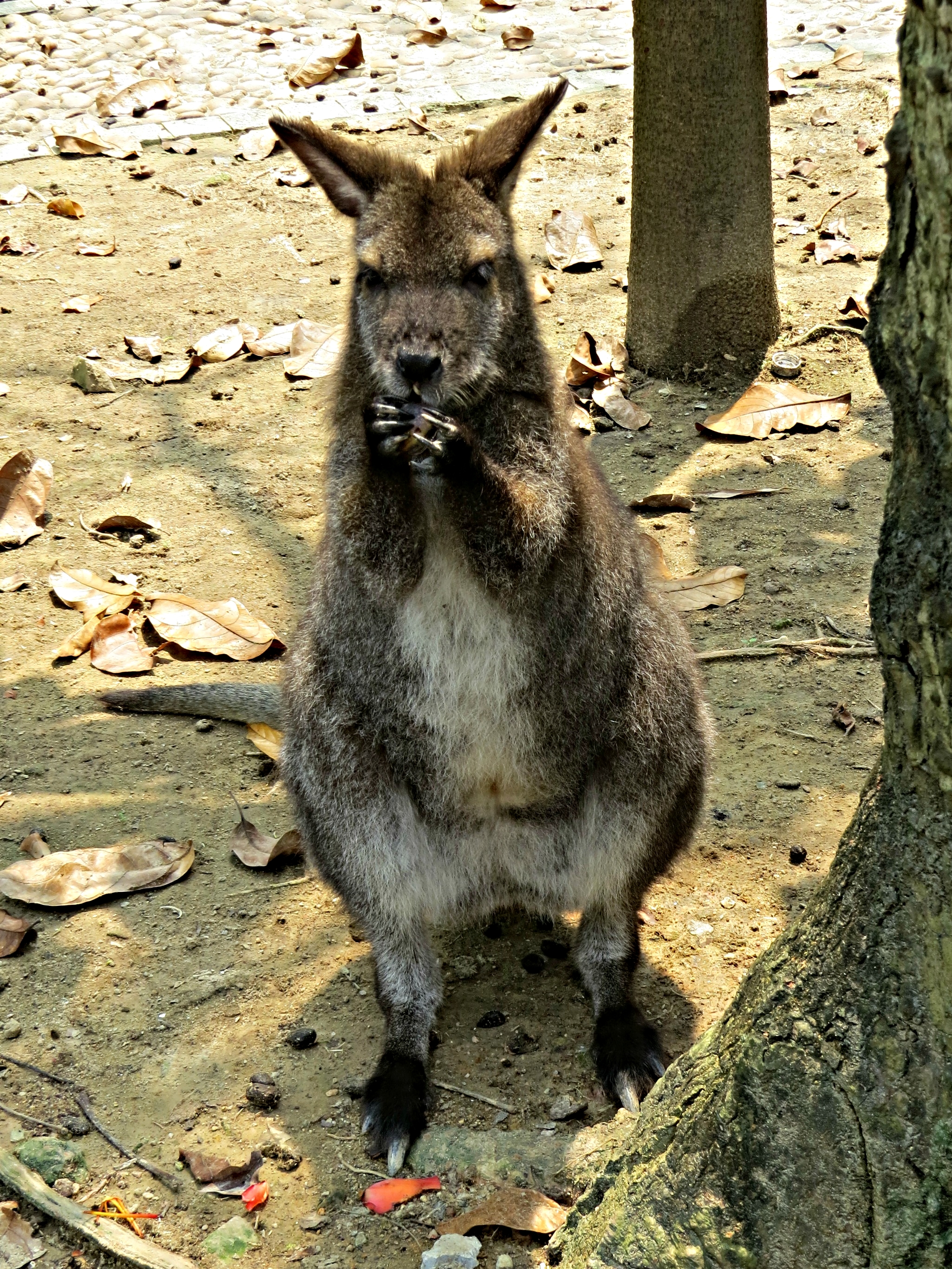 This wallaby was eating petals that had fallen from a Kapok tree.