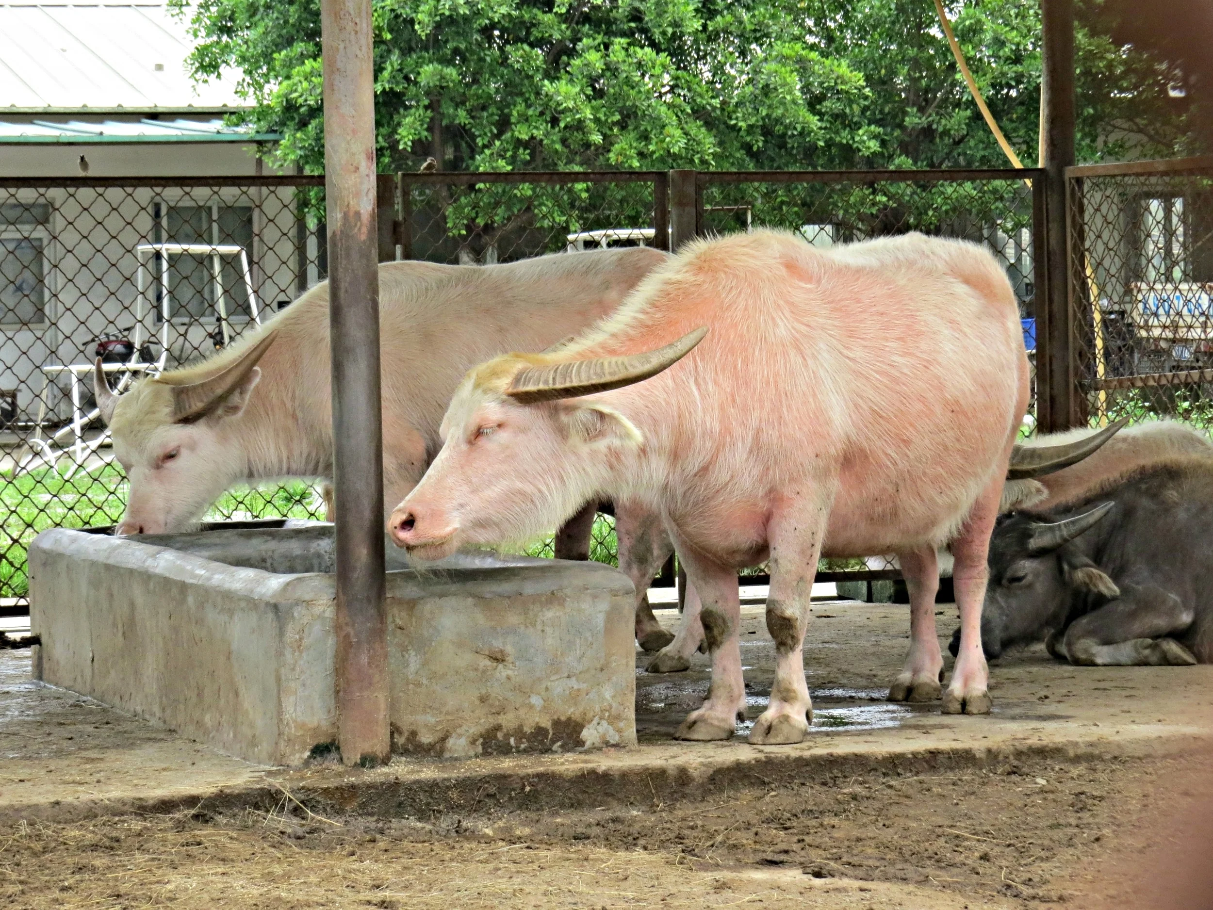 Guizhou white water buffalo