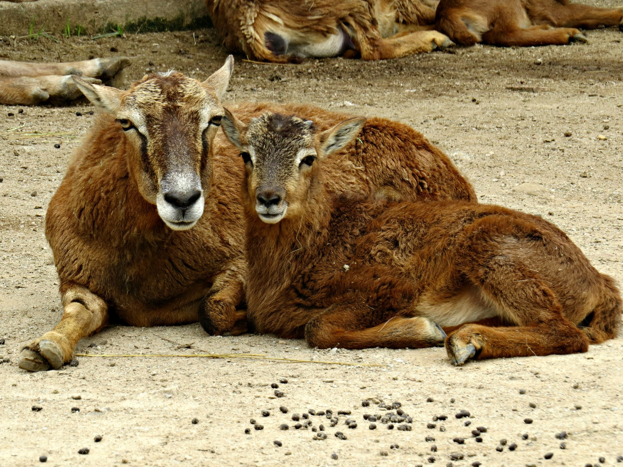 Mouflon (wild sheep) ewe and baby