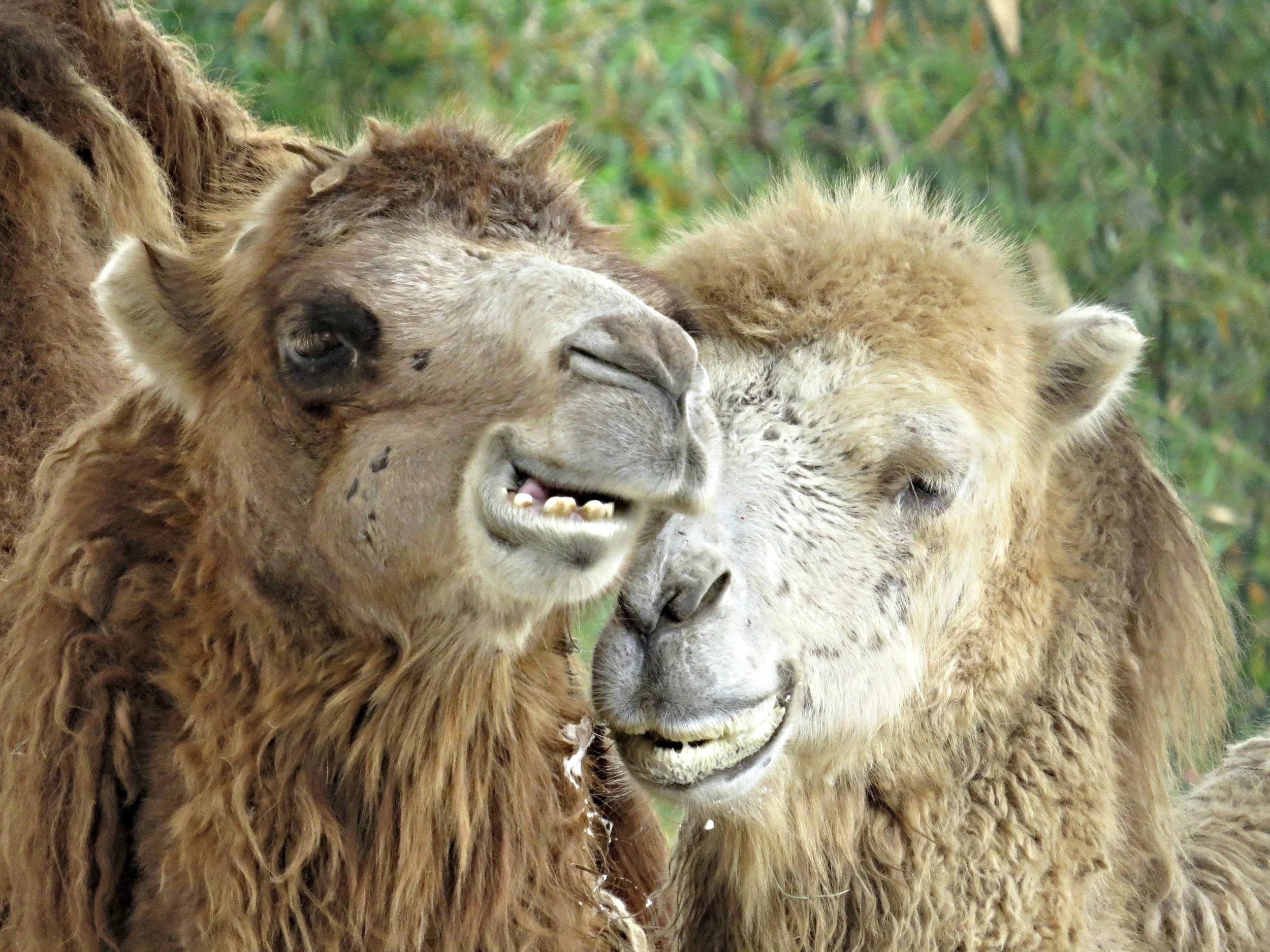The camels were happy snuggling up and chewing their cud.