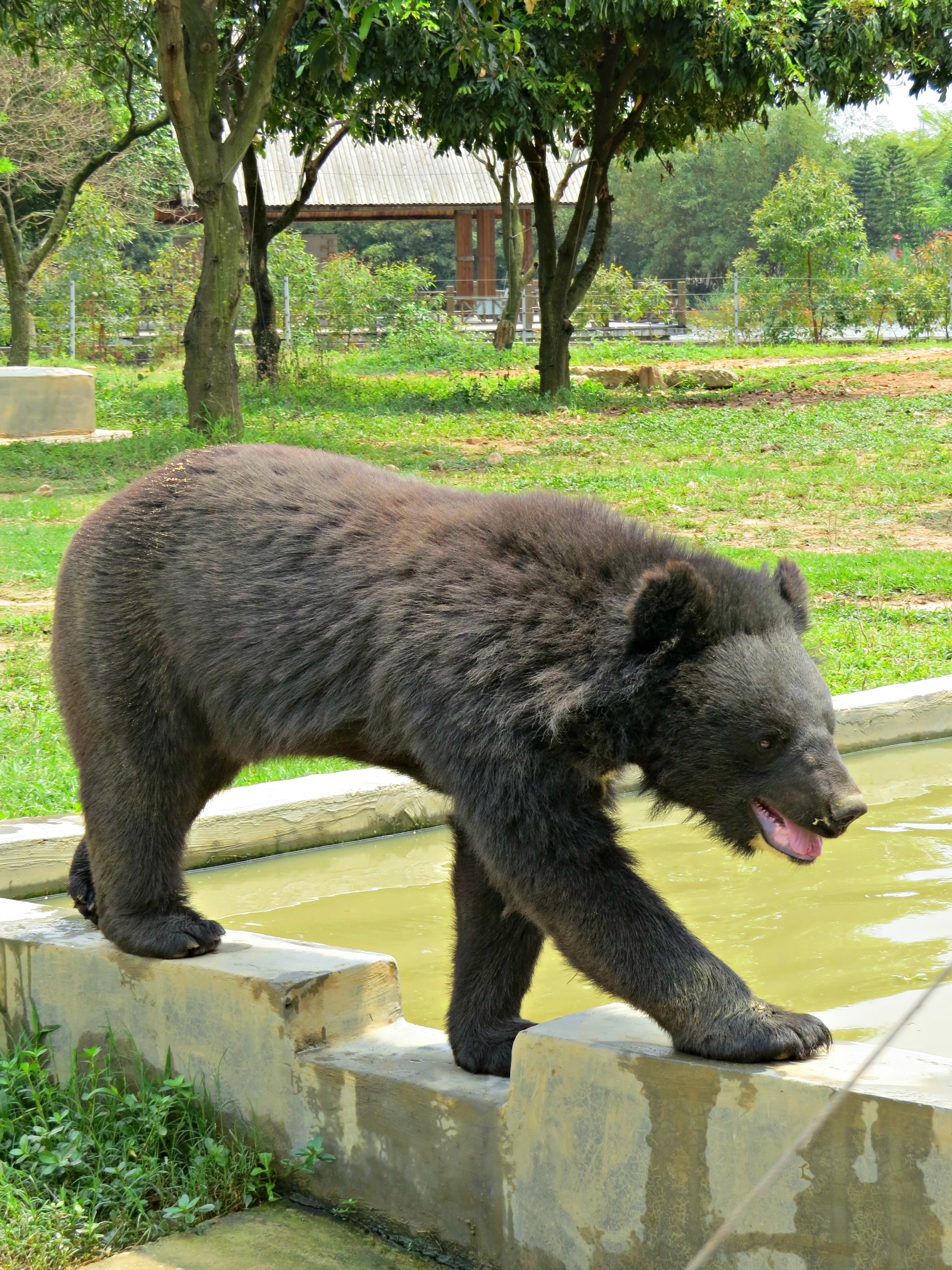 Asian Bear