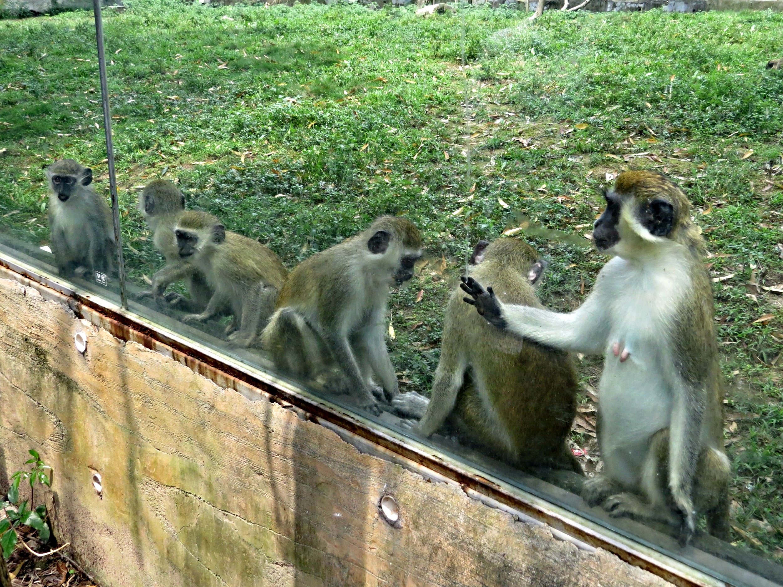 Green Monkeys