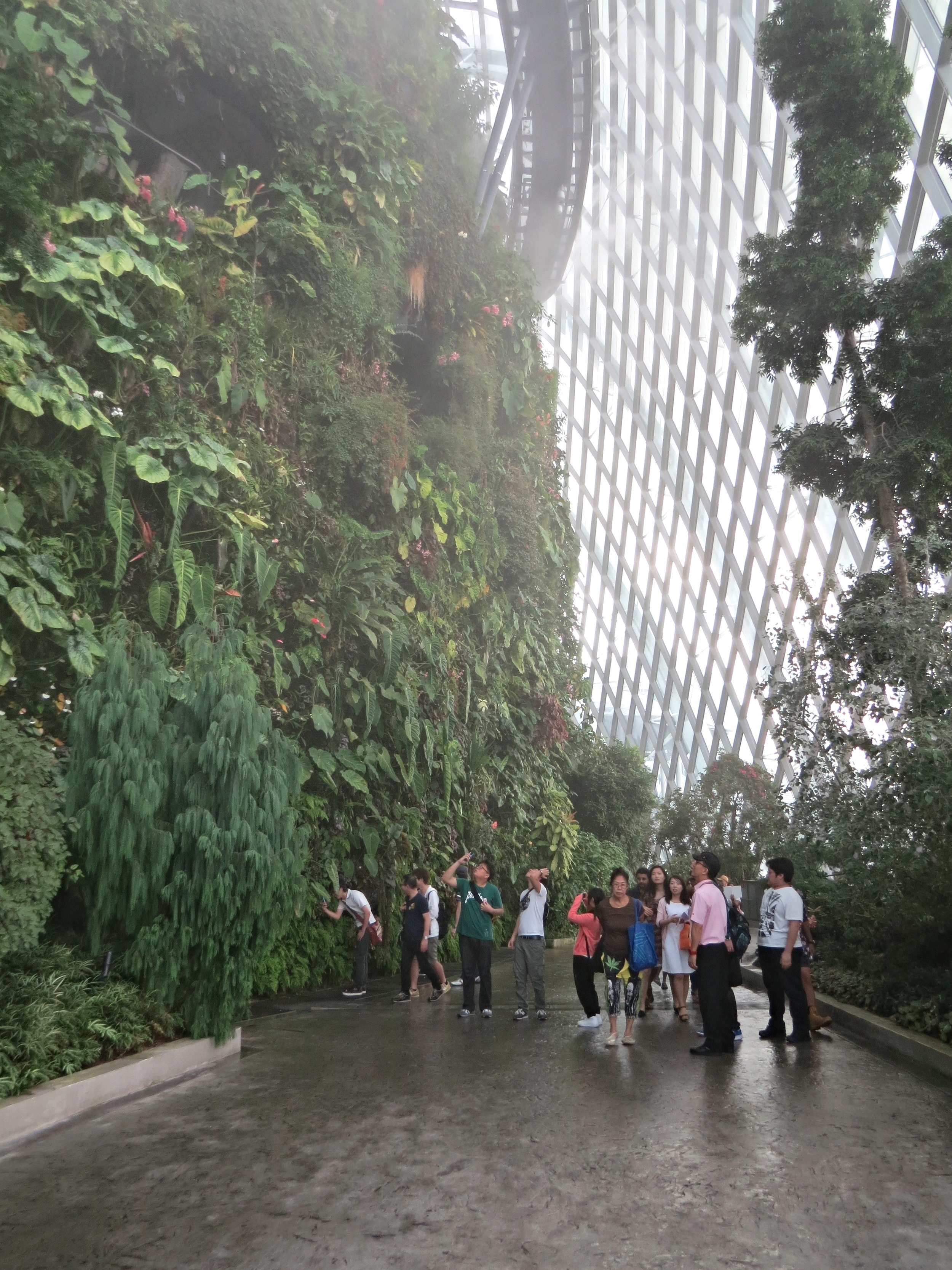 Misting in the Cloud Forest