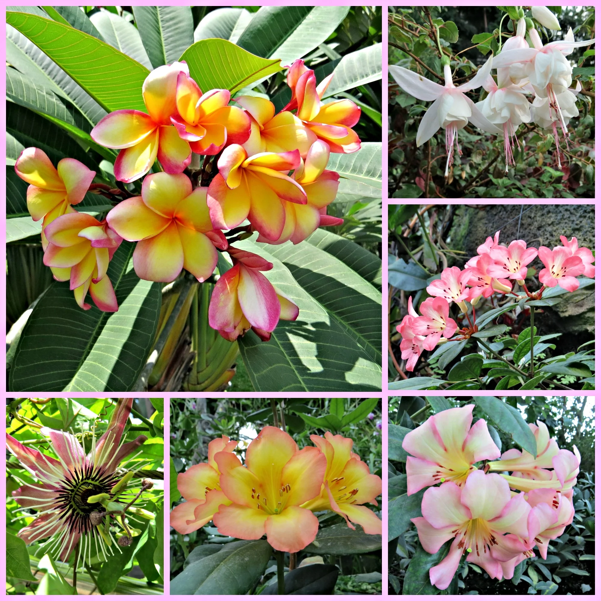 So many beautiful flowers!