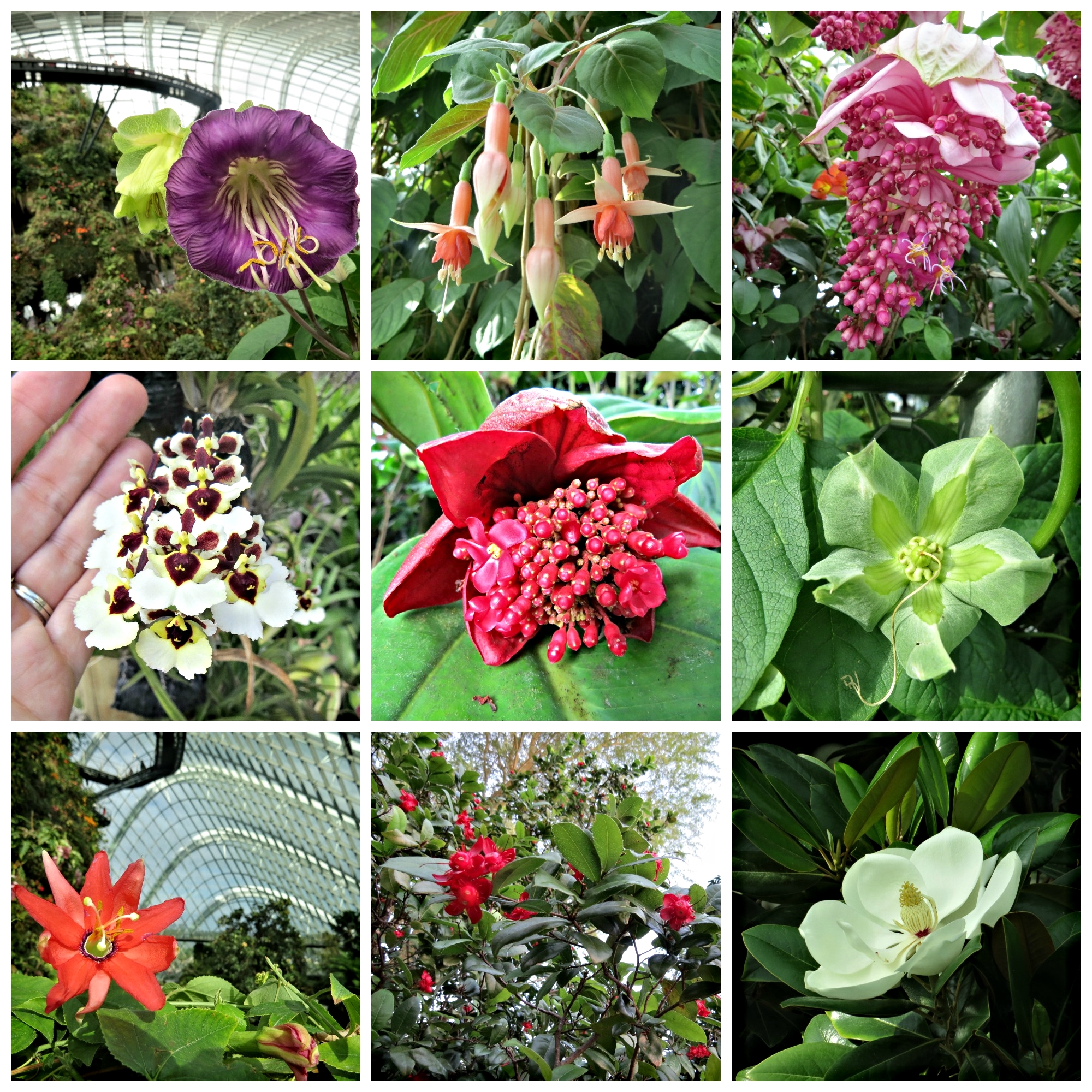 More beautiful flowers!