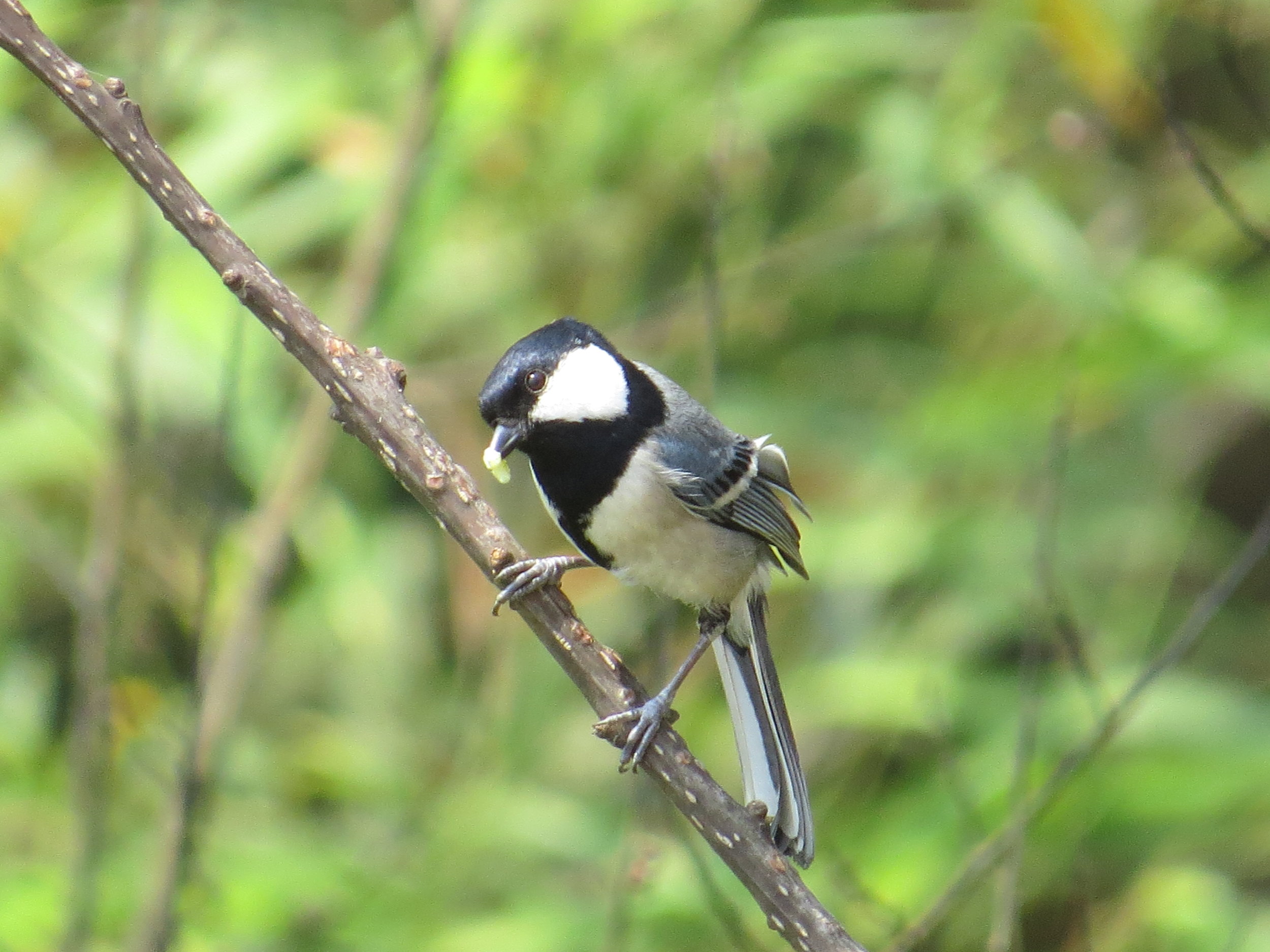 I think this is a Great Tit, taken from our hotel room balcony