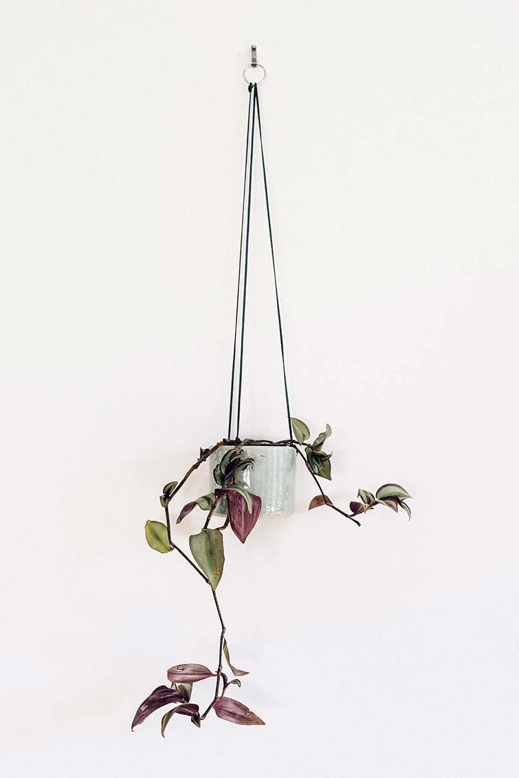 Sill-Life-09-09-15-1.jpg