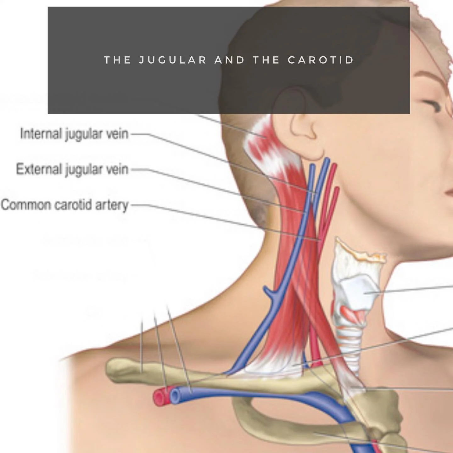 Arteries And Veins On The Move Physical Therapy