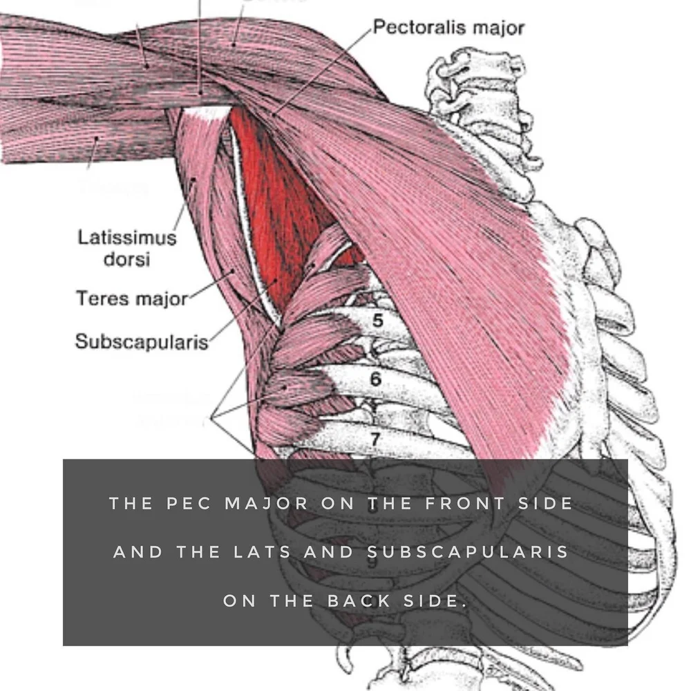 Armpit Muscles On The Move Physical Therapy