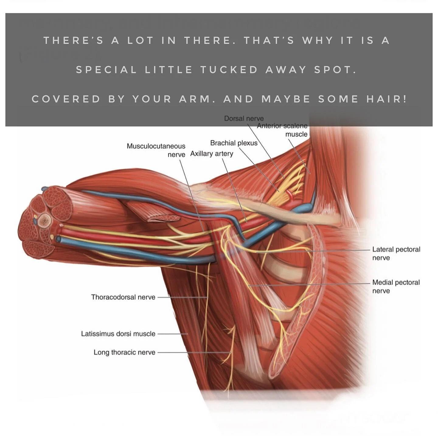 Armpit Muscles On The Move Physical Therapy