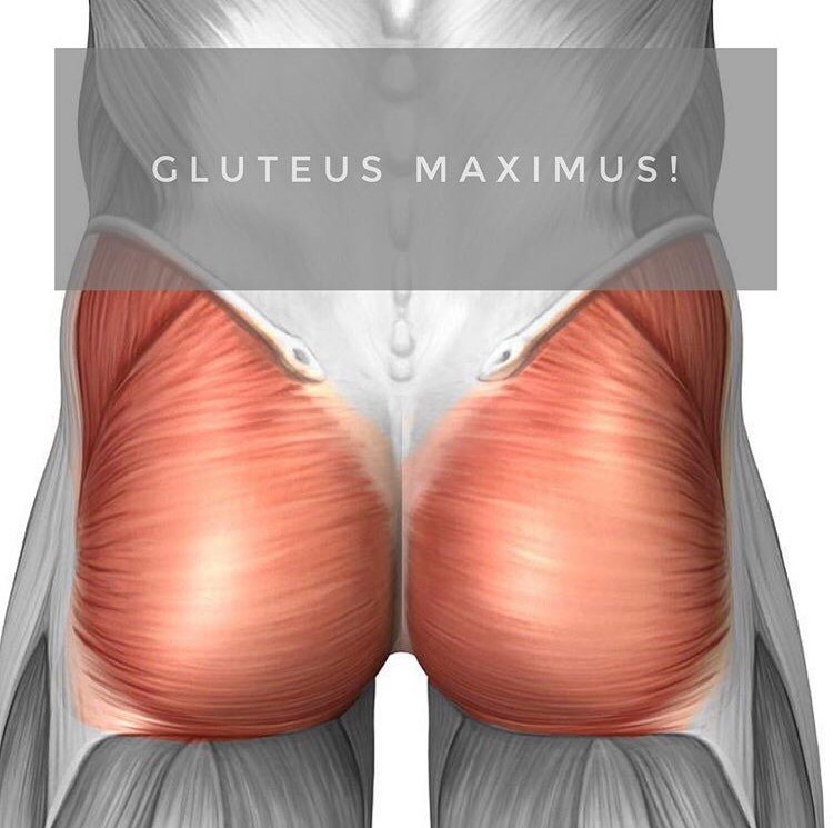 Gluteus Maximus — Check out our free online classes — On the Move