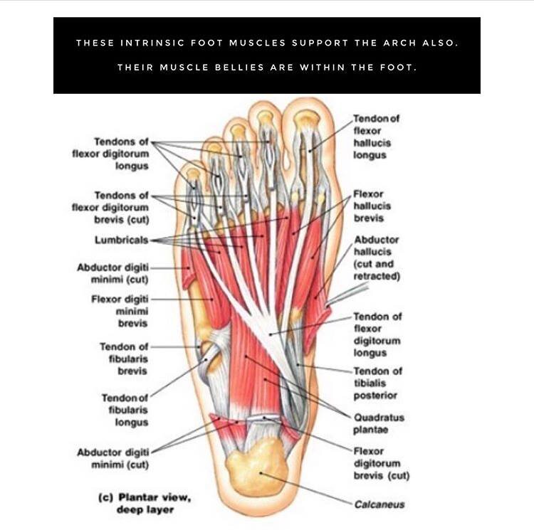 extrinsic foot muscles by layer extrinsic foot muscles by layer