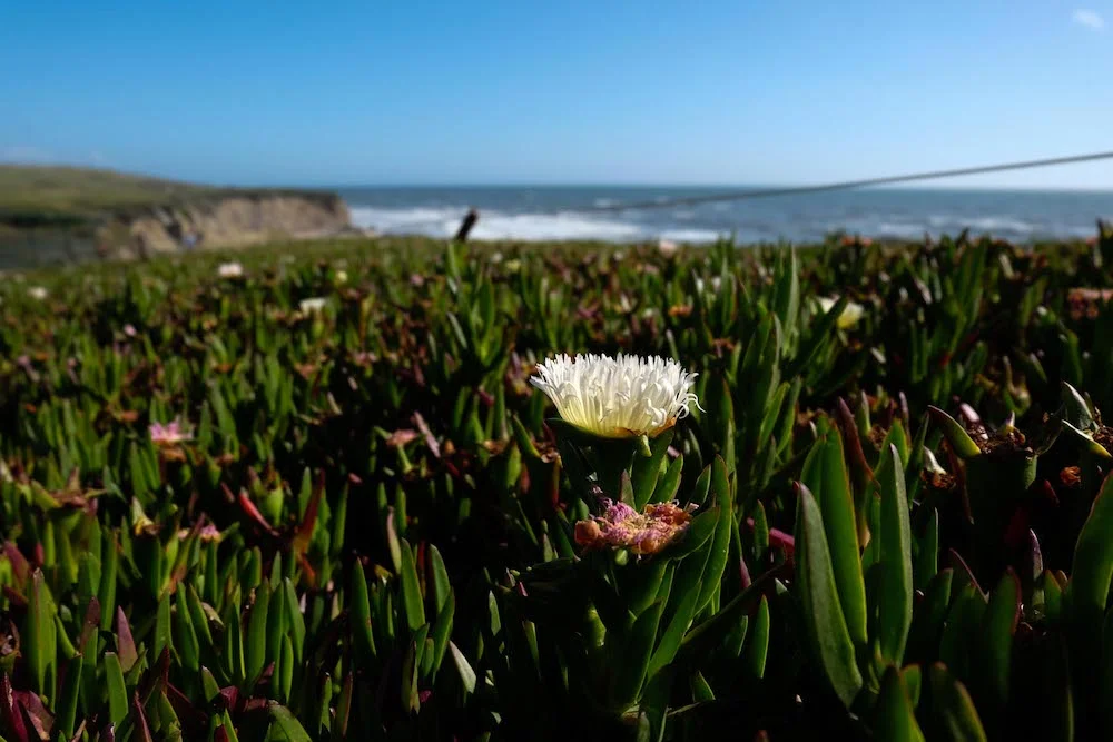 Half Moon Bay blooms.