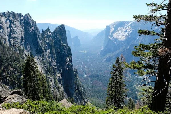 Yosemite Valley greenery.