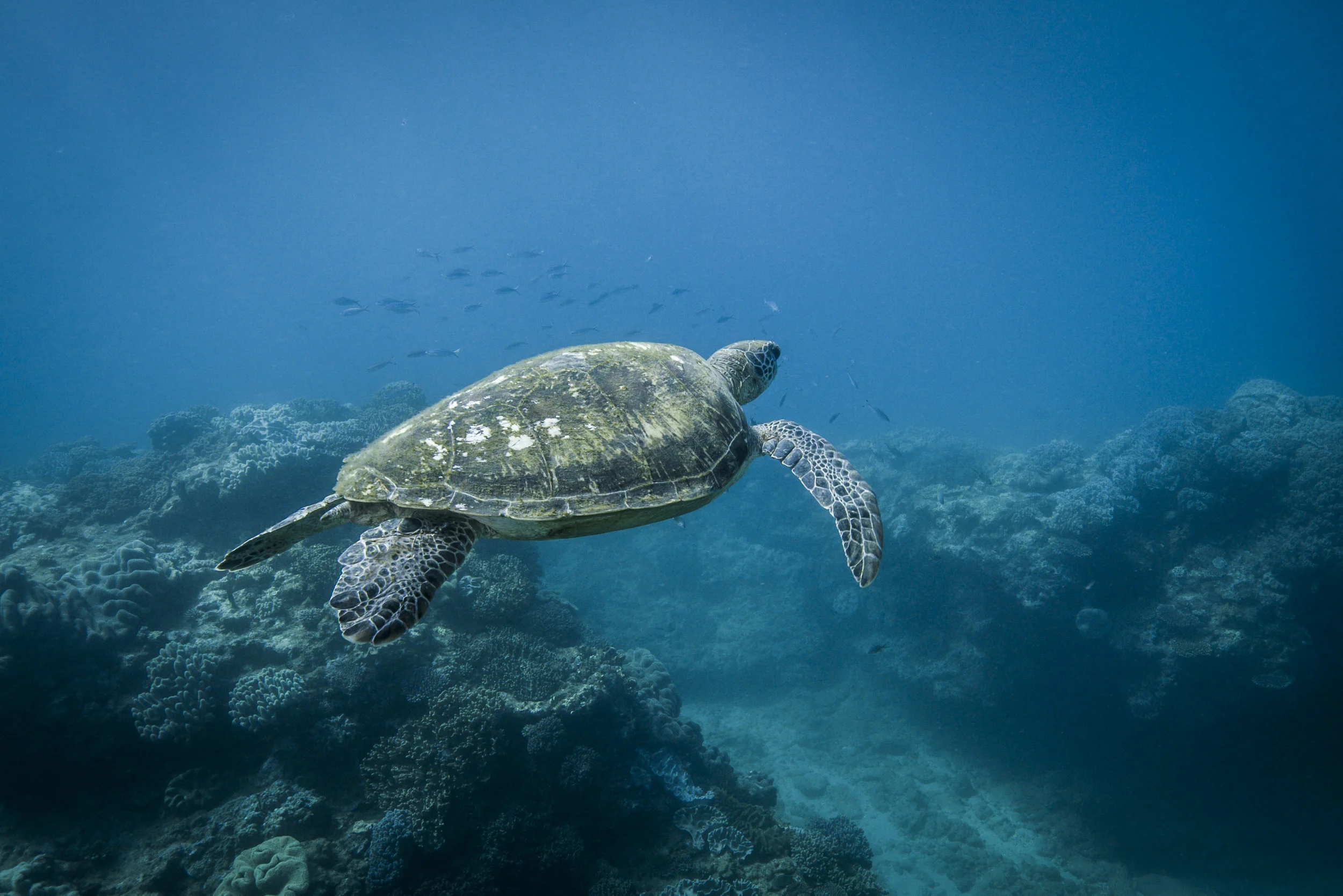 BLUE - turtle.jpg