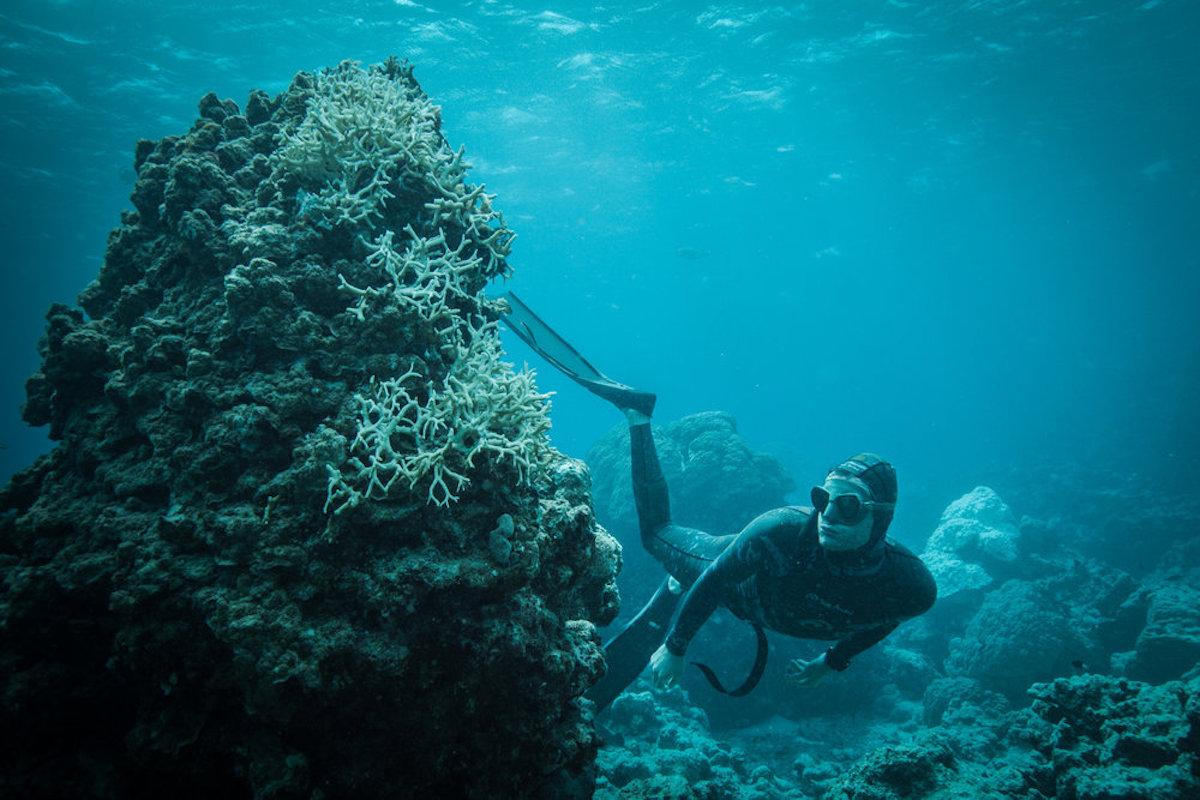 BLUE-lucas-handley-coral-bleaching.jpg