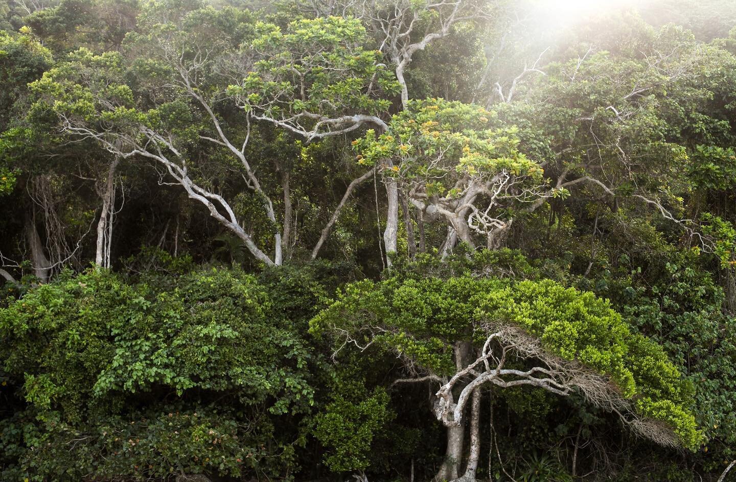 Daintree Rainforest, of the Kuku Yalanji people, Queensland, Australia 2018 🇦🇺