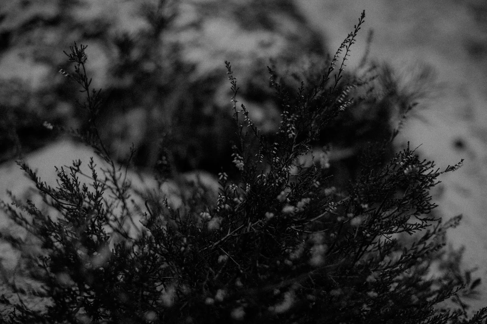 _MG_2330.jpg