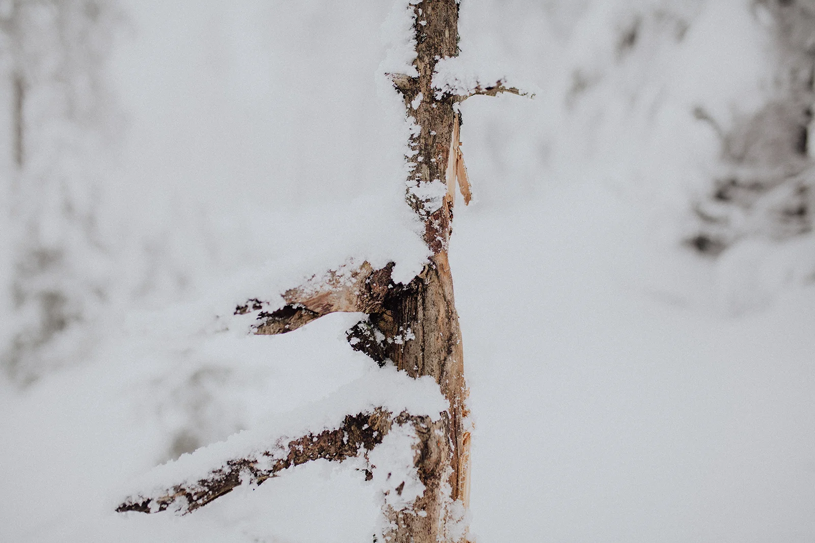 _MG_5295.jpg