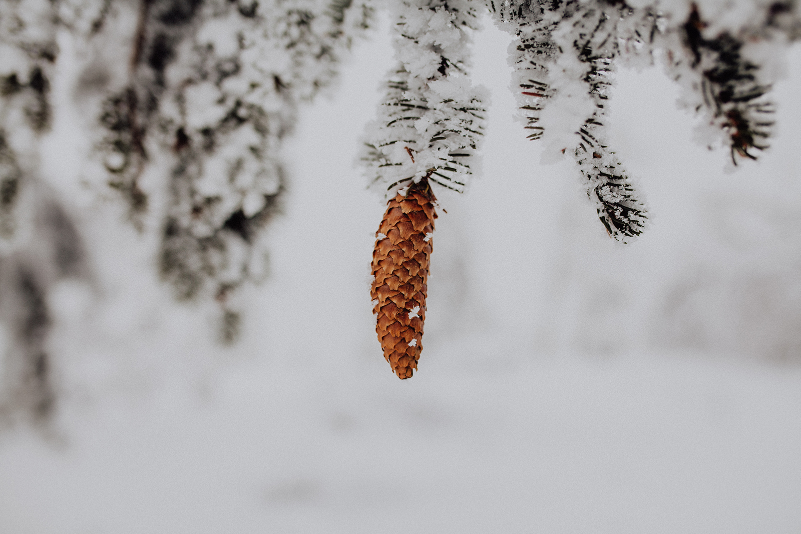 _MG_5447.jpg