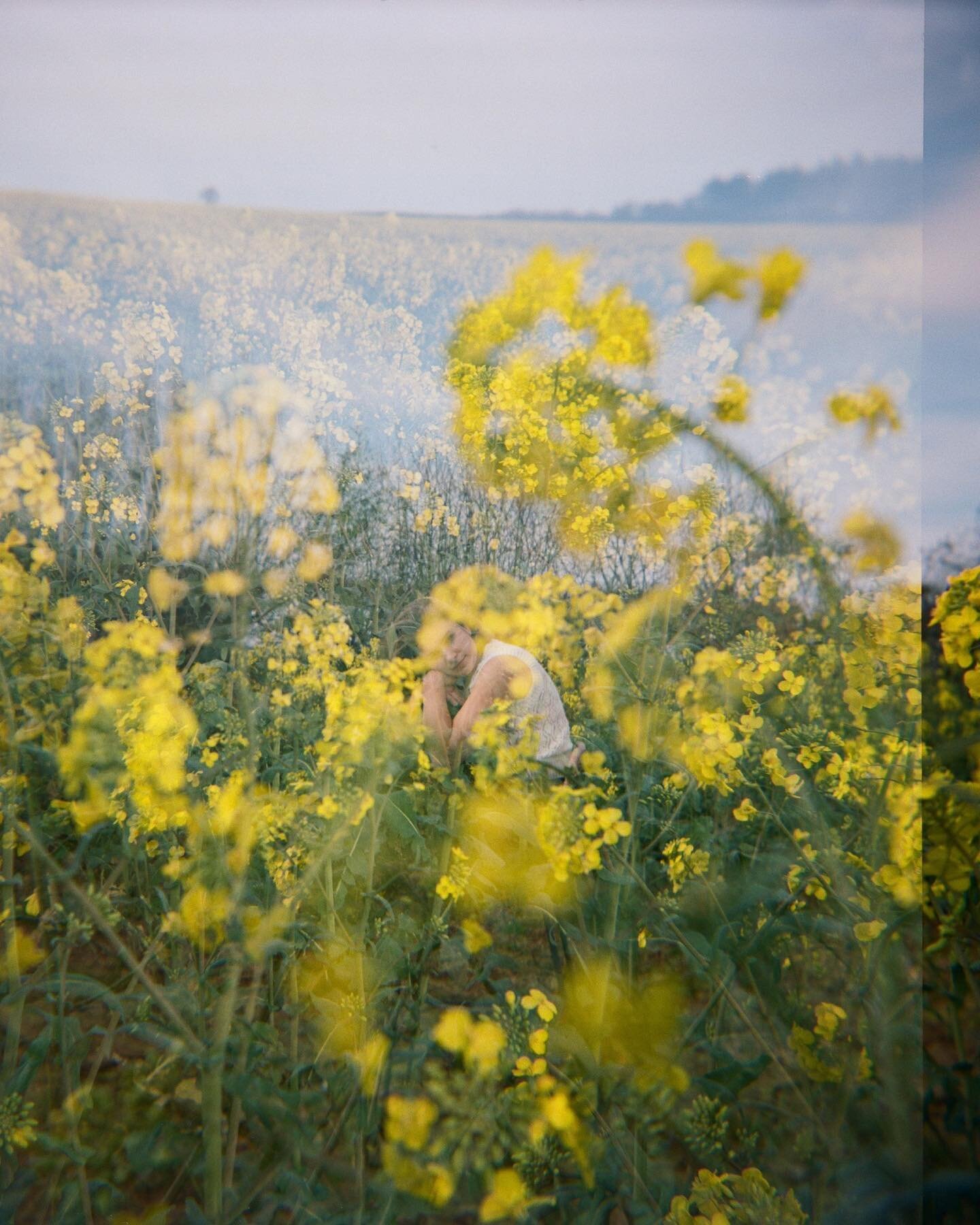 field of gold &amp; spring ✨ @urte_shuardsonhipkin