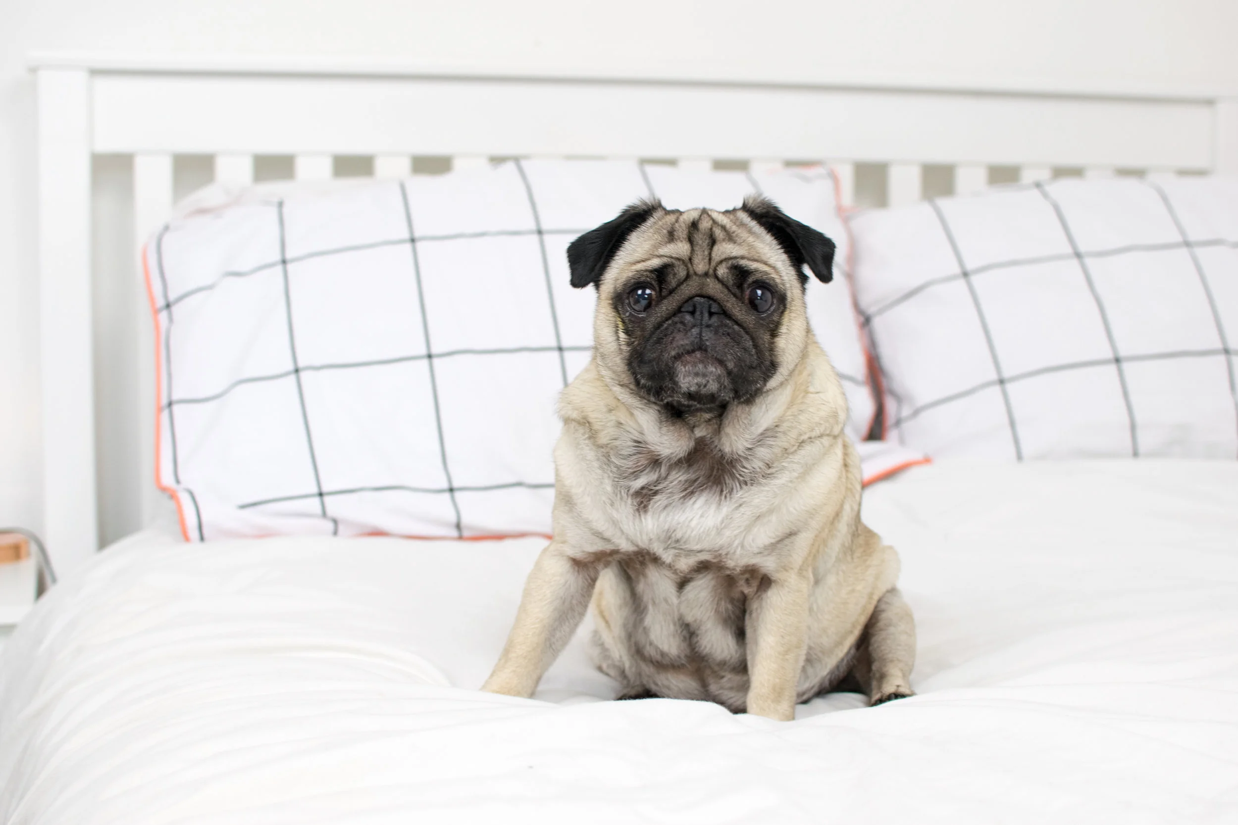 wilma-checkbed.jpg