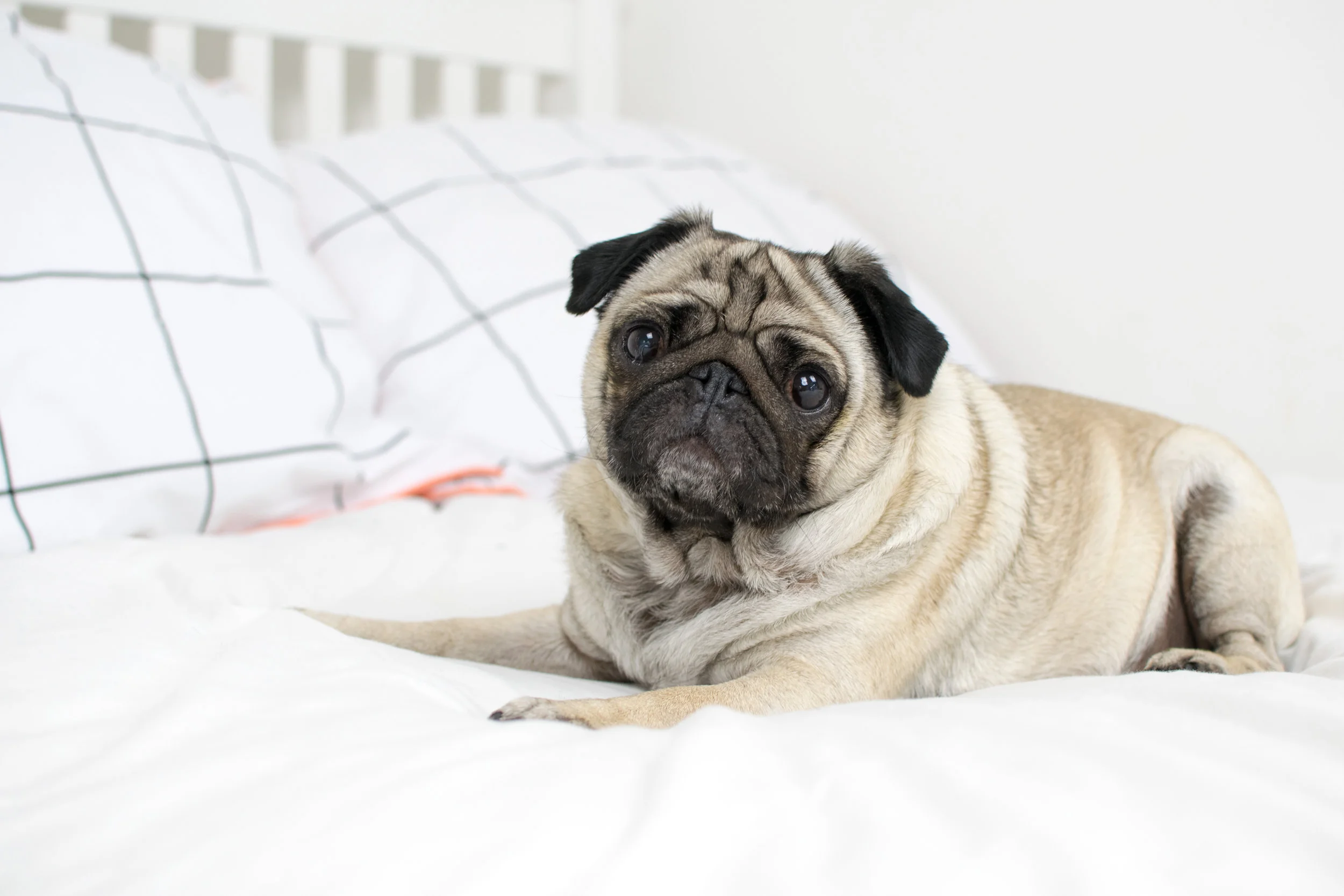 things about pugs
