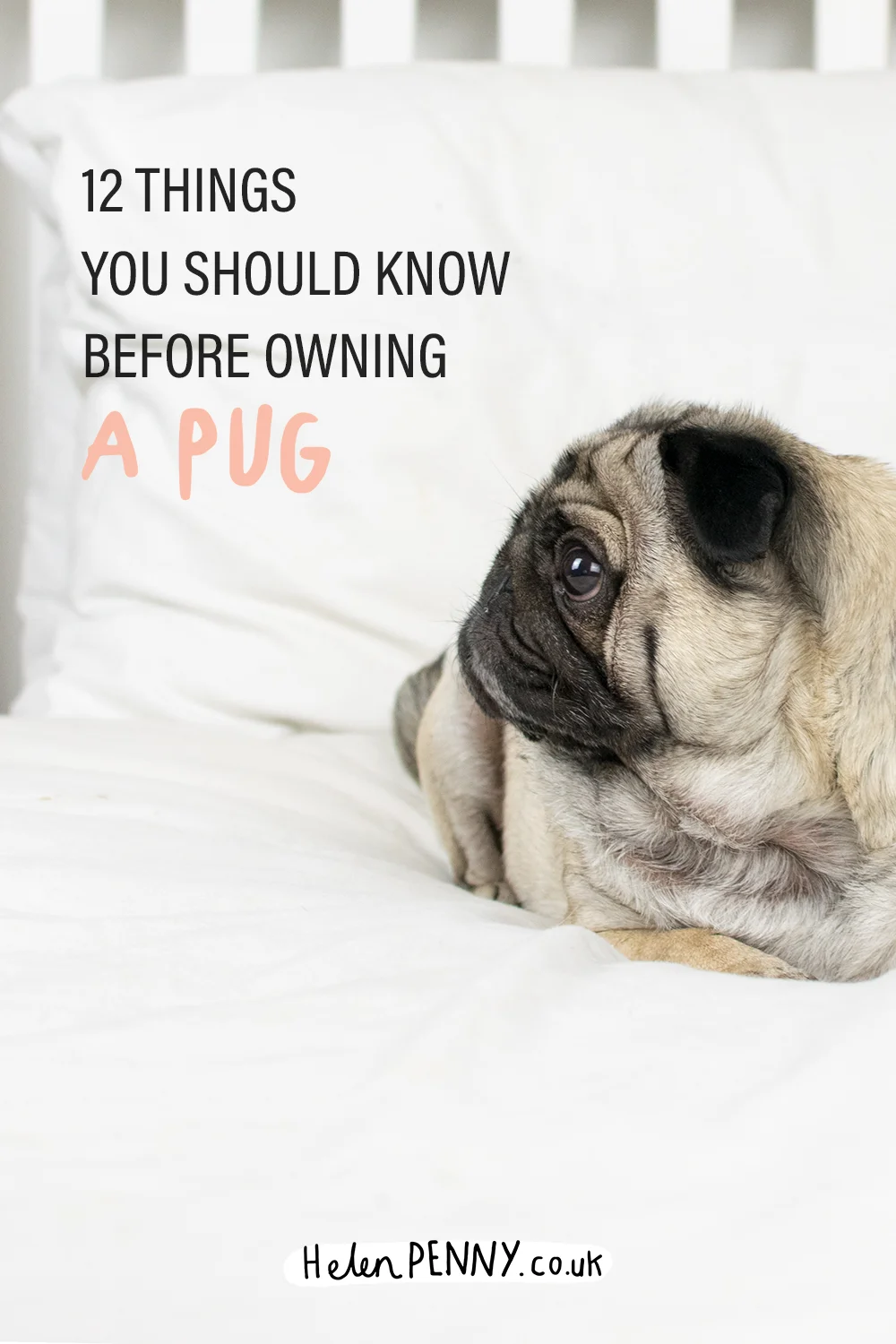 12 things you should know before owning a pug — Helen Penny Illustration