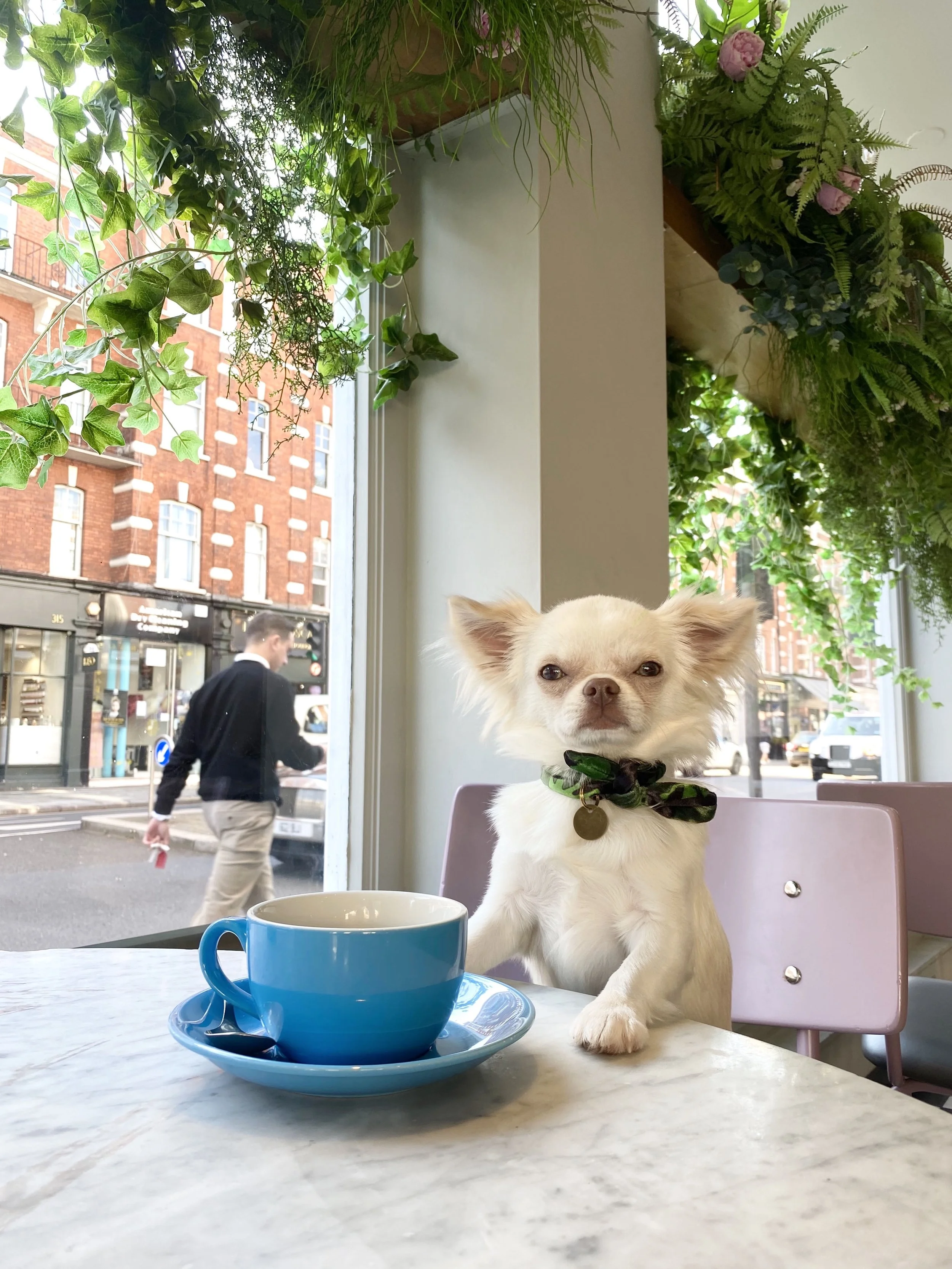 4 useful tips for owning a dog in London