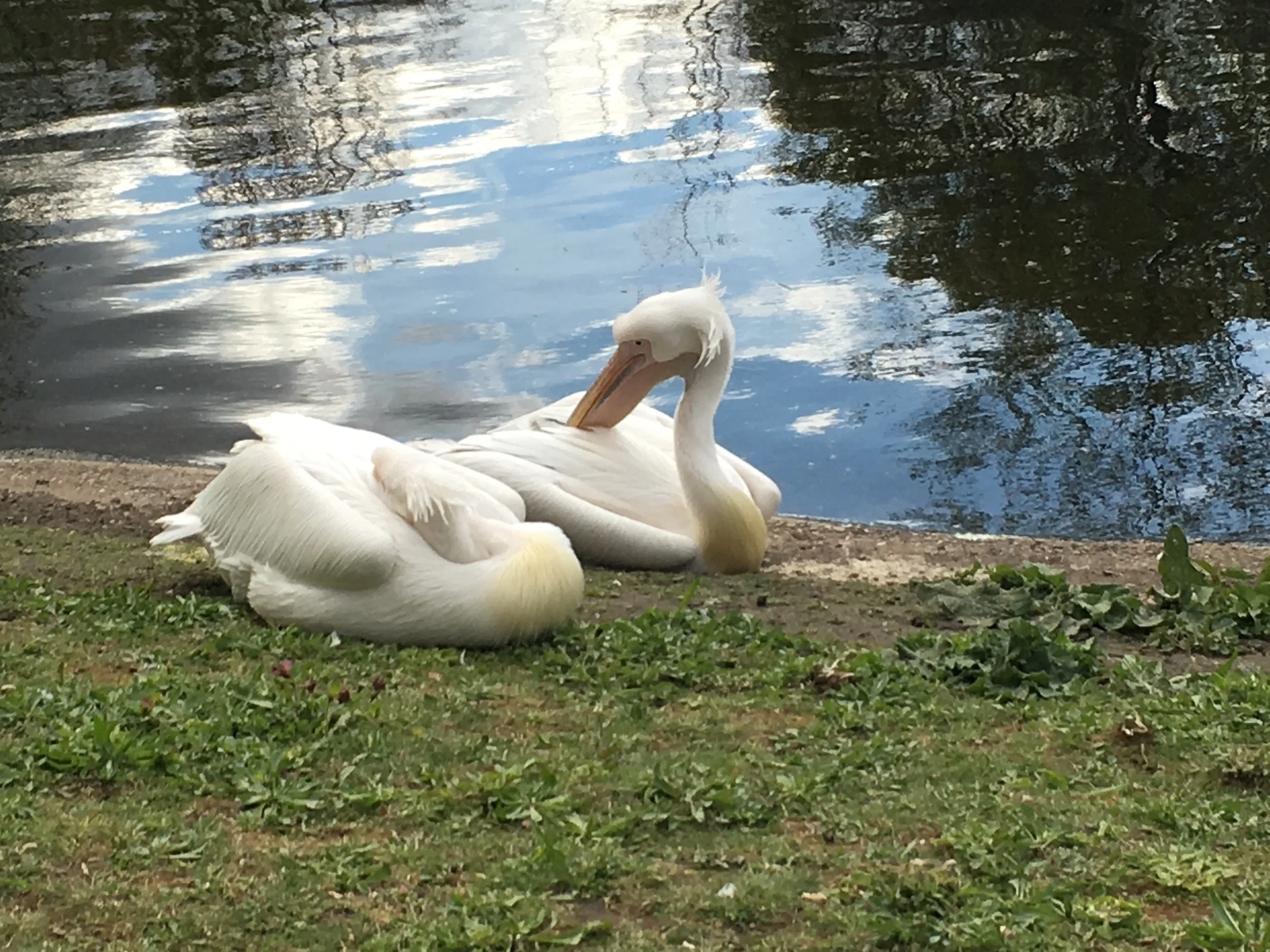 After Ritz, walking around St James Park