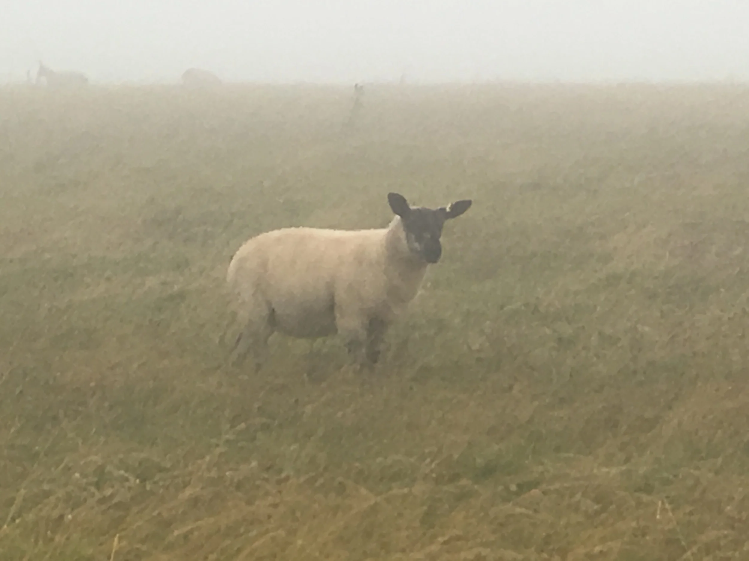 Sheep on The South Downs