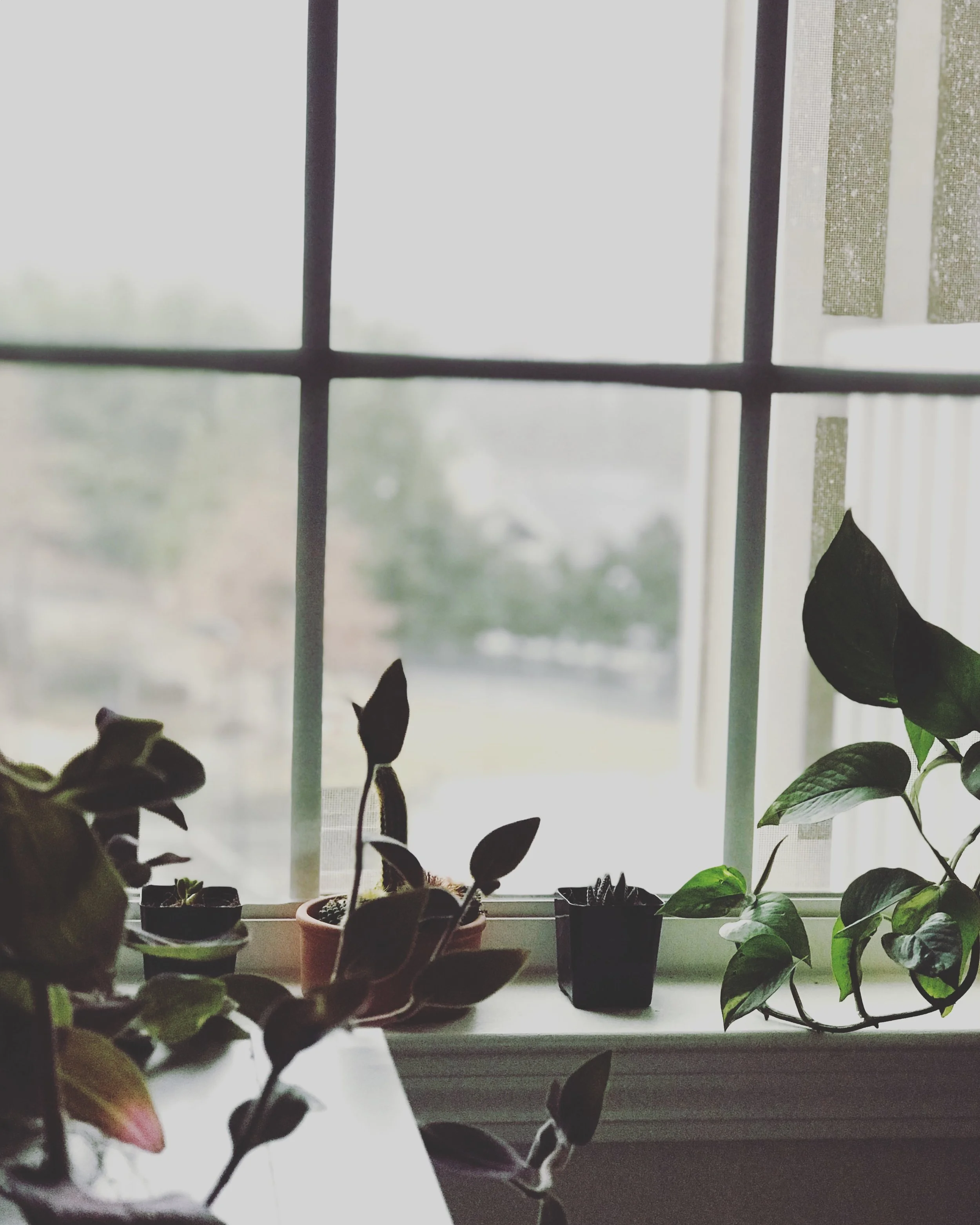 There is No Such Thing As a Brown Thumb