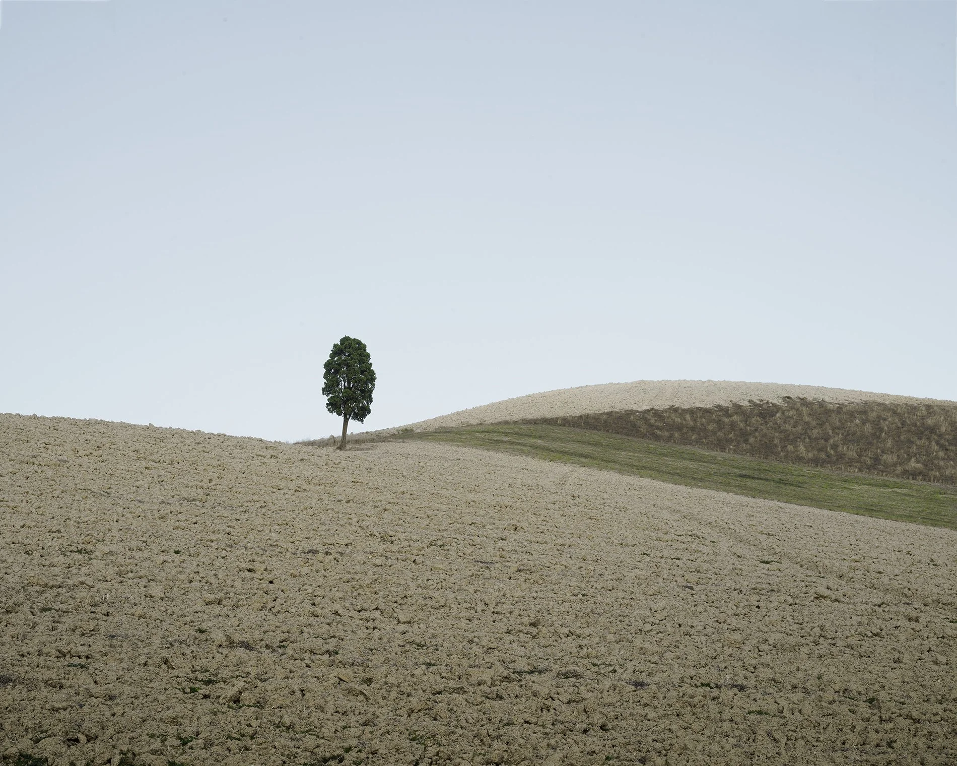 Fontana Tree copy.jpg