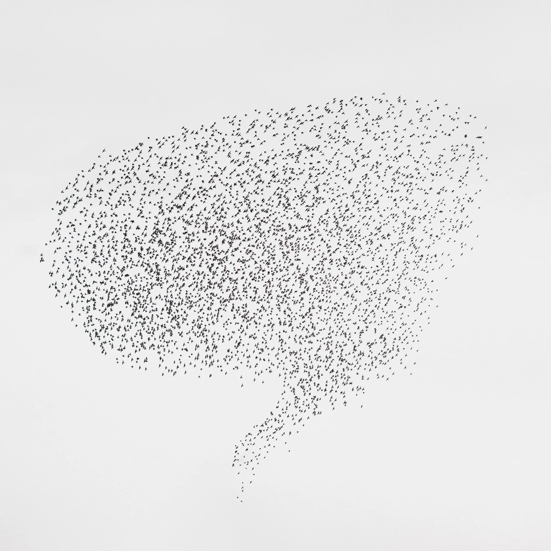 Starlings Exclamation copy.jpg