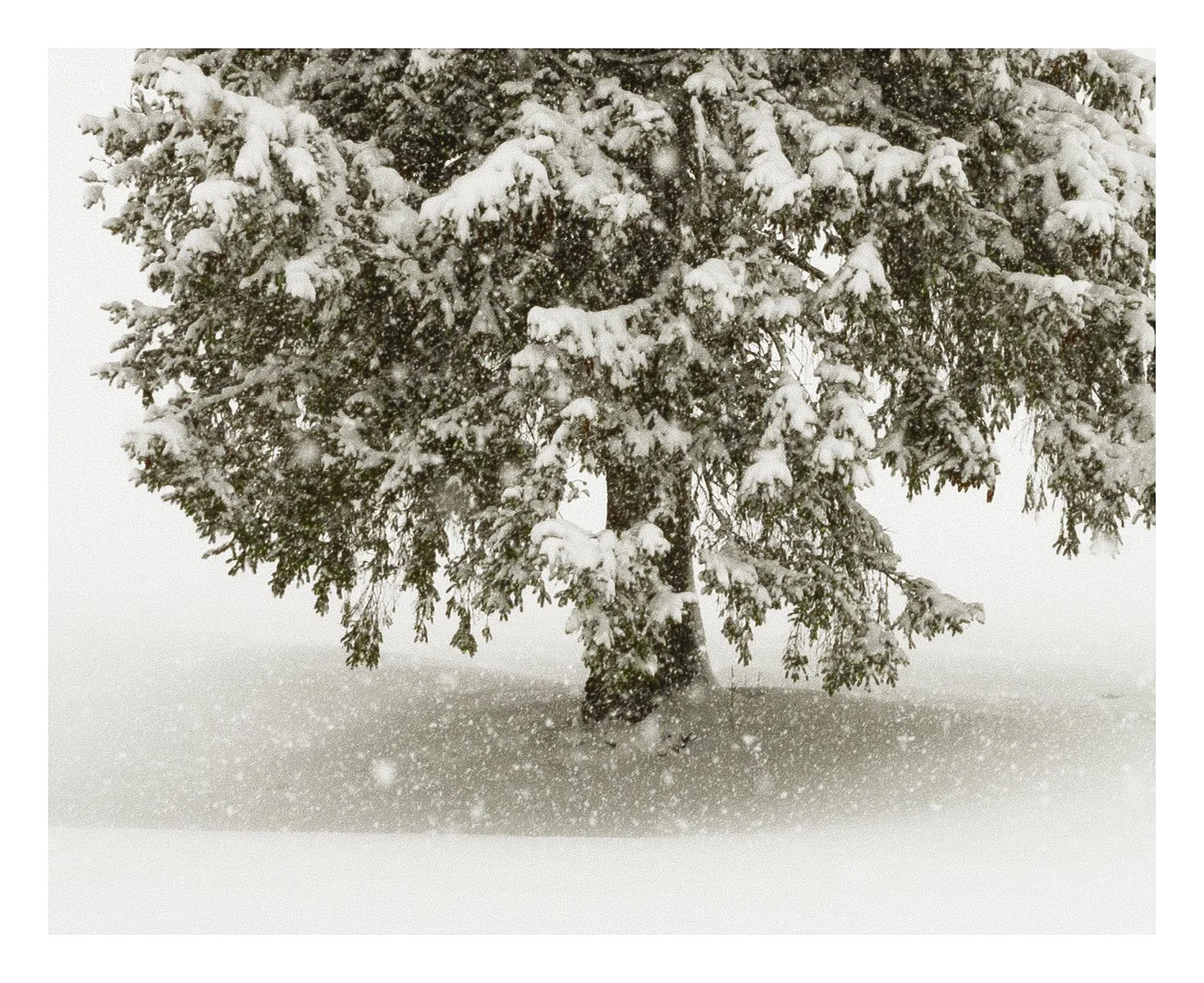 Christmas tree 25 detail.jpg