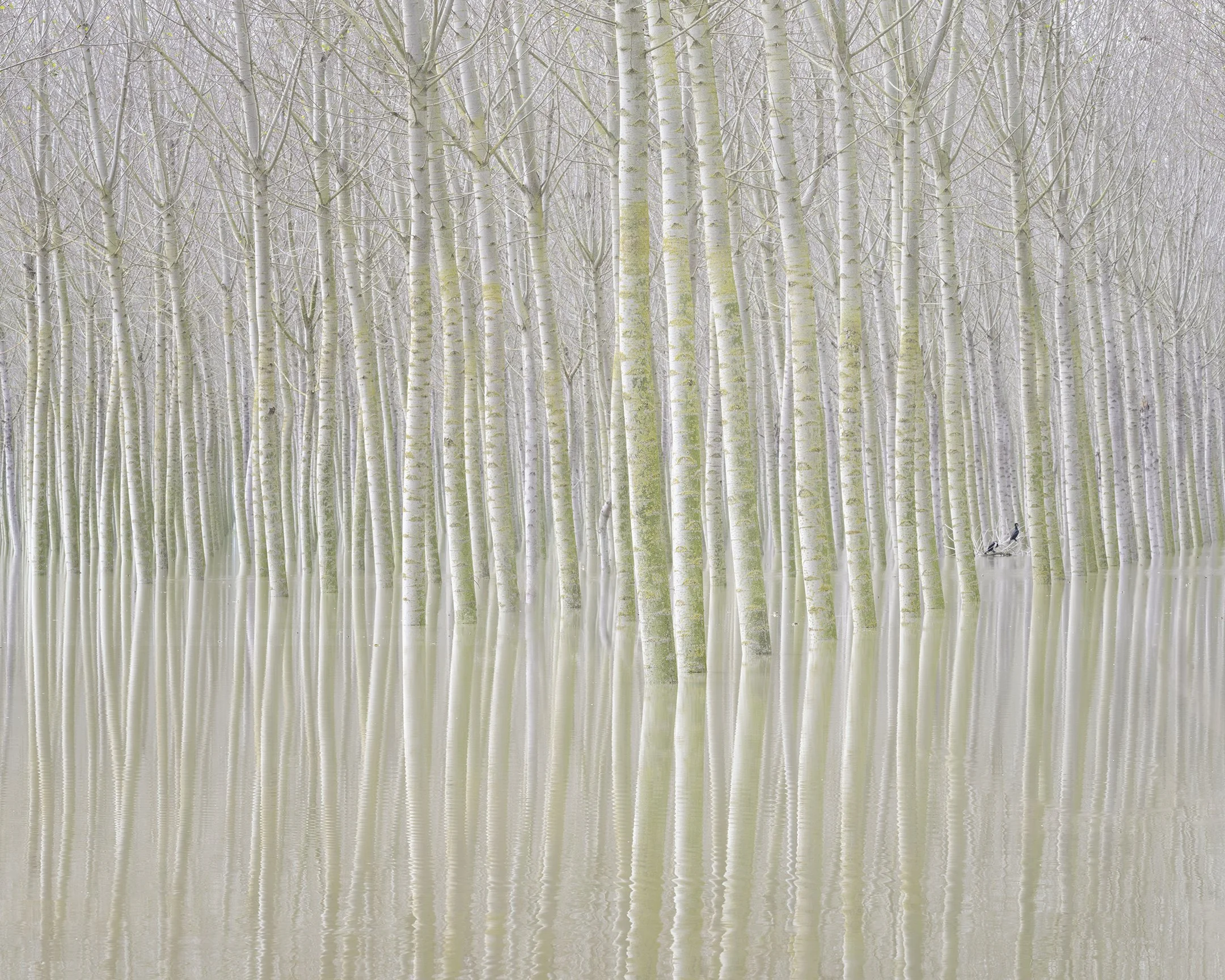 Chimera Poplars copy.jpg