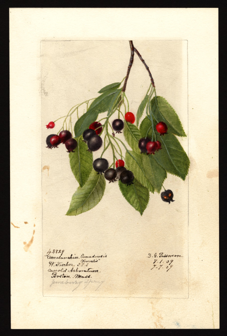 USDA watercolor.jpg