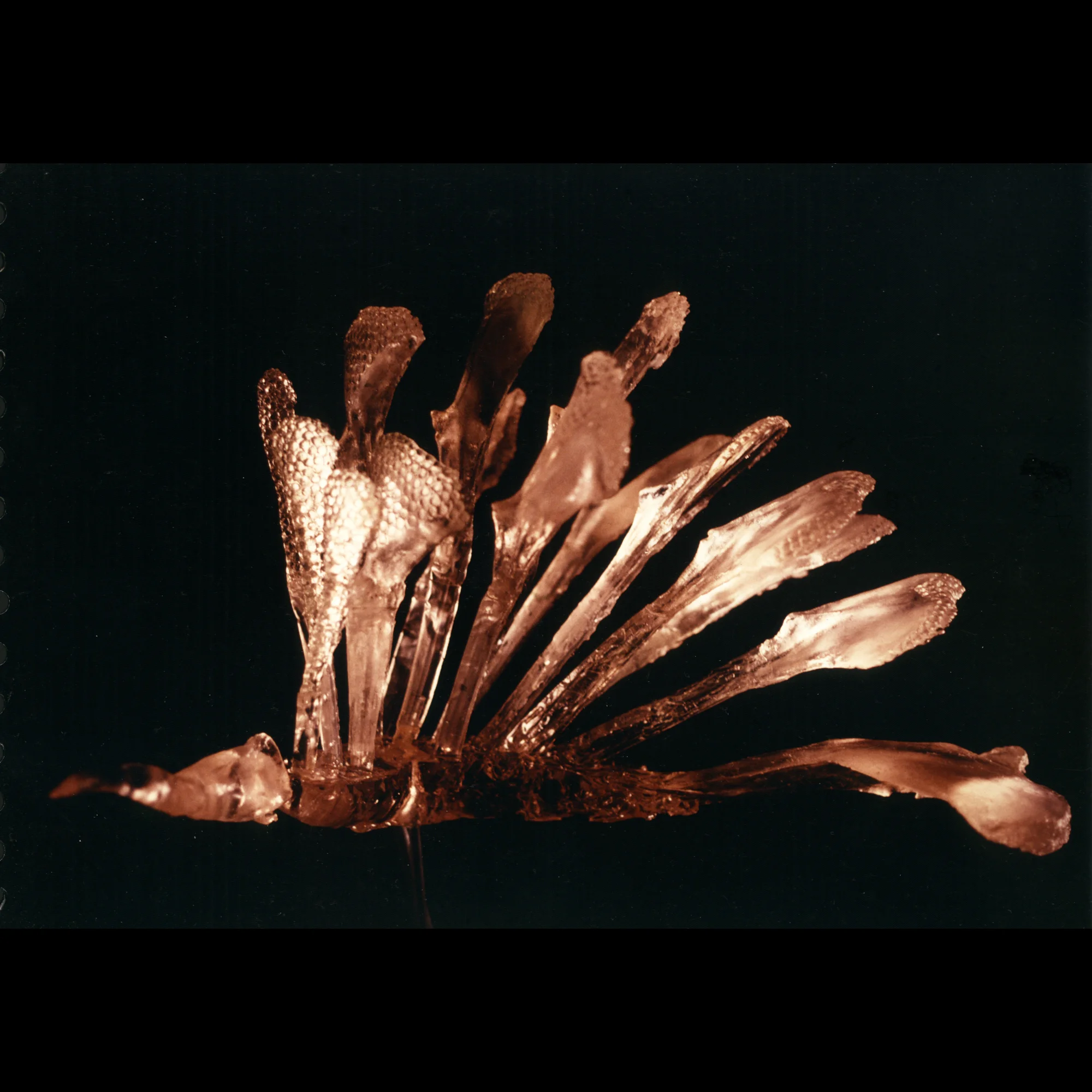 6glassbird.jpg