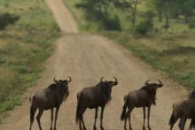 What Separates YOU From the Herd?